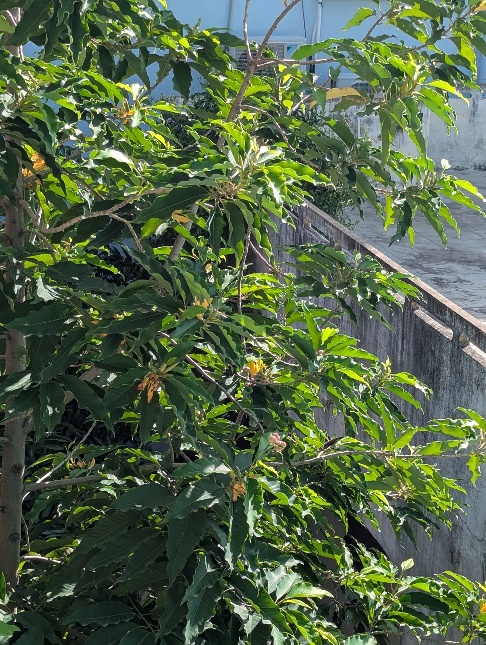 Joy Perfume Tree (Michelia Champaca) — sweet fragrance and its historical use in the perfume industry; the Joy Perfume Tree can provide an exceptional sensory