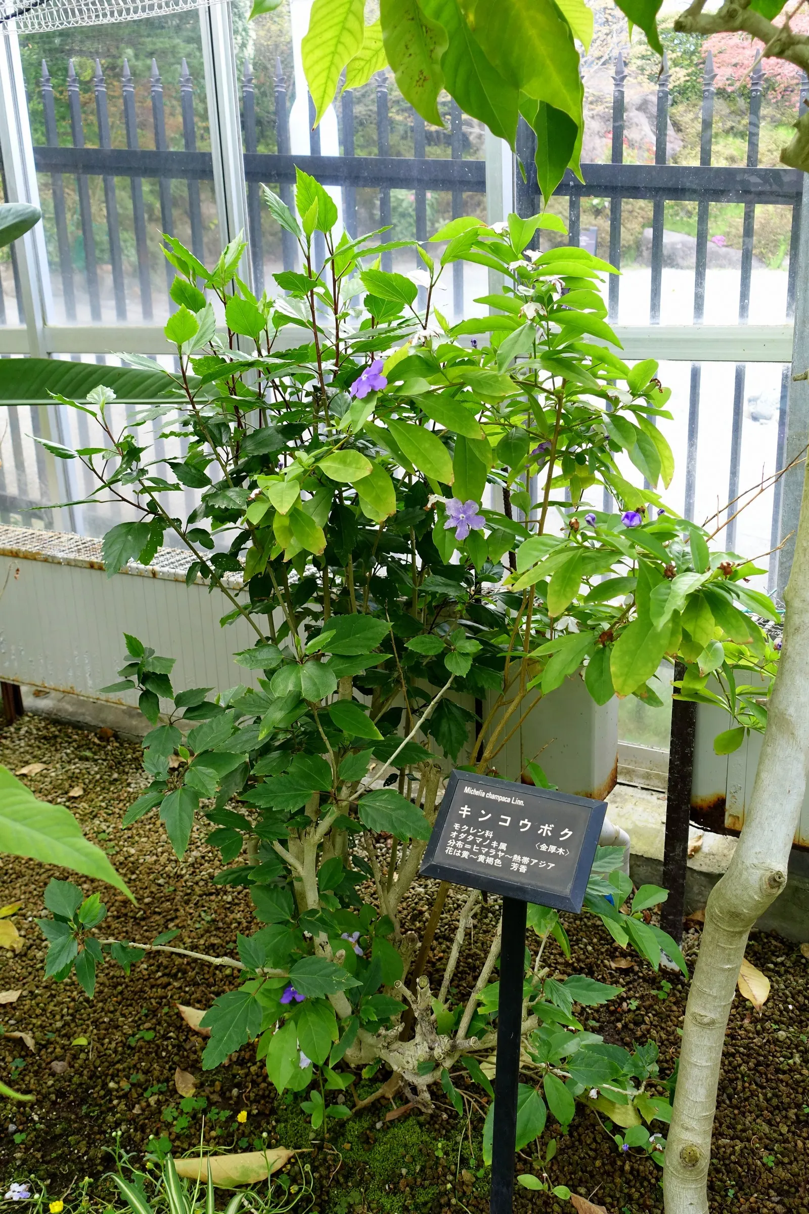 Joy Perfume Tree (Michelia Champaca) — The Joy Perfume Tree (Michelia champaca) is a tropical evergreen valued for its intensely fragrant; this, image 65