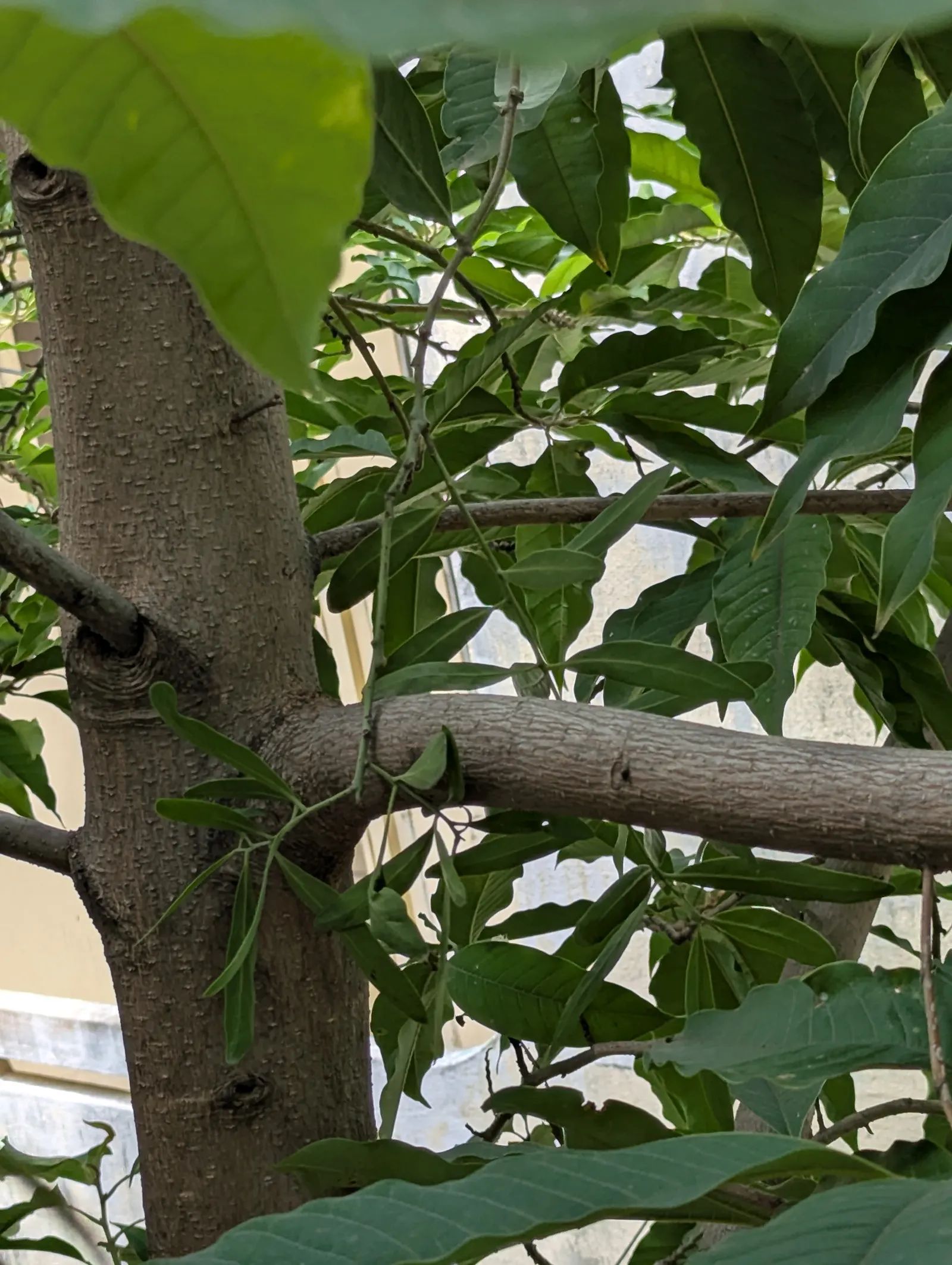 Joy Perfume Tree (Michelia Champaca) — Ideal for creating focal points in gardens, its glossy, oblong leaves provide year-round interest