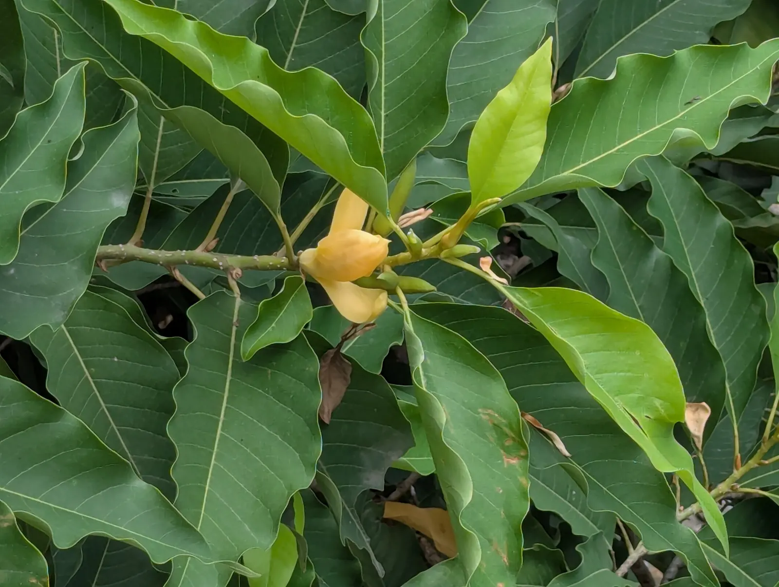 Joy Perfume Tree (Michelia Champaca) — this evergreen tree matures to an impressive 25 to 30 feet tall; originating from the South Asian region