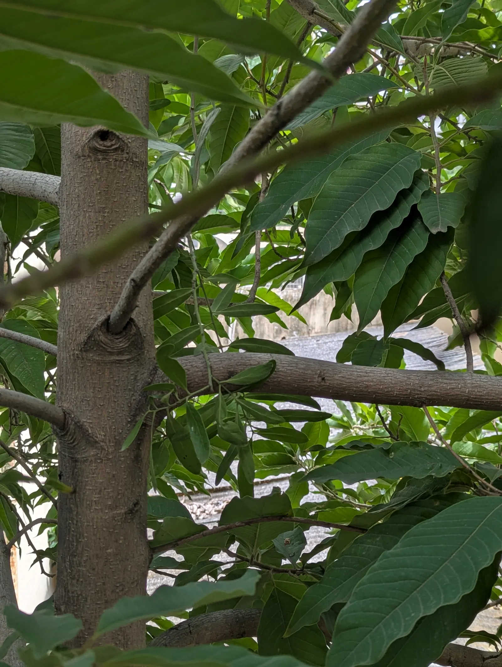 Joy Perfume Tree (Michelia Champaca) — Ideal for creating focal points in gardens, its glossy, oblong leaves provide year-round interest; tree for full or half