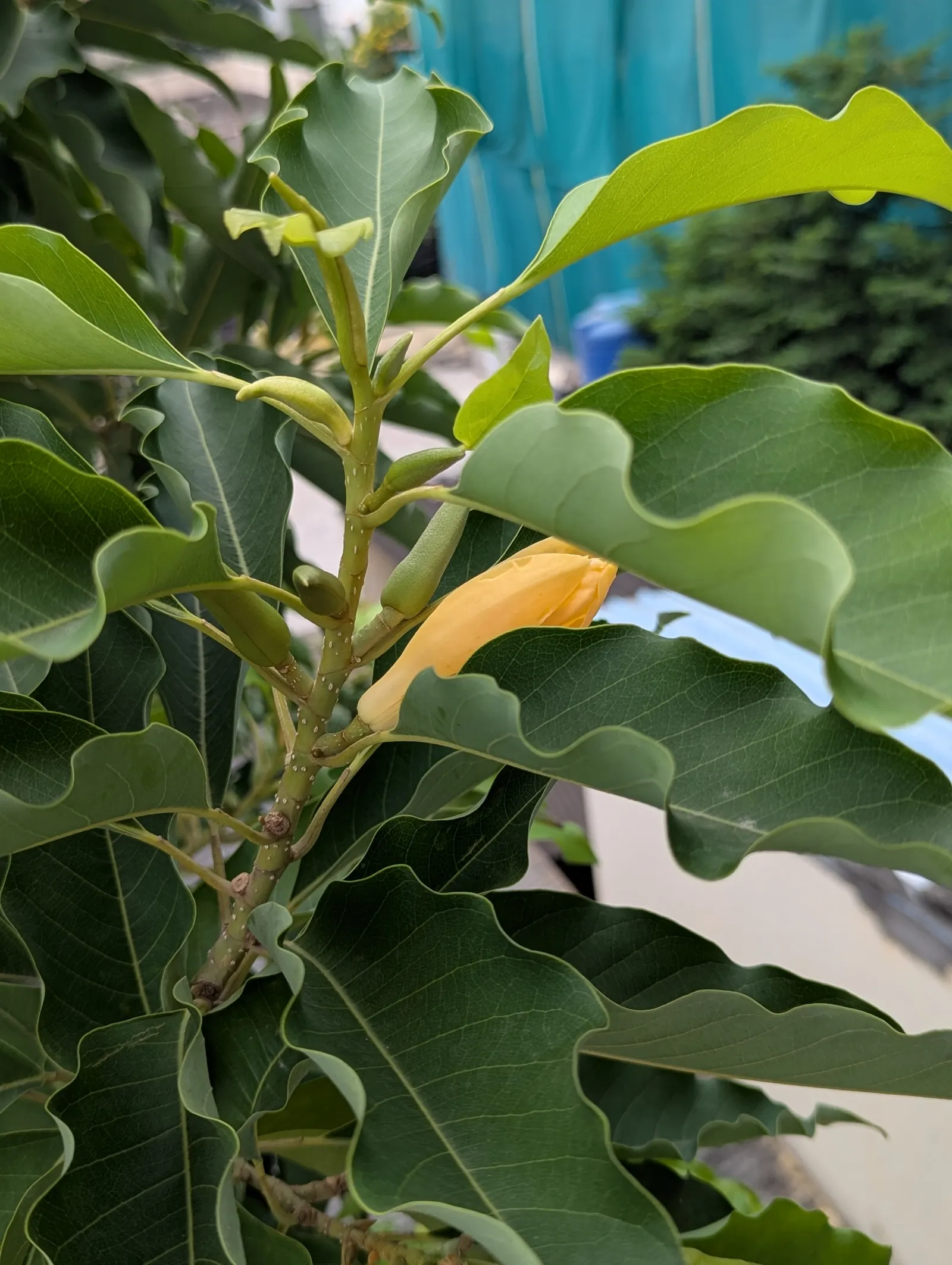 Joy Perfume Tree (Michelia Champaca) — the Joy Perfume Tree can provide an exceptional sensory experience