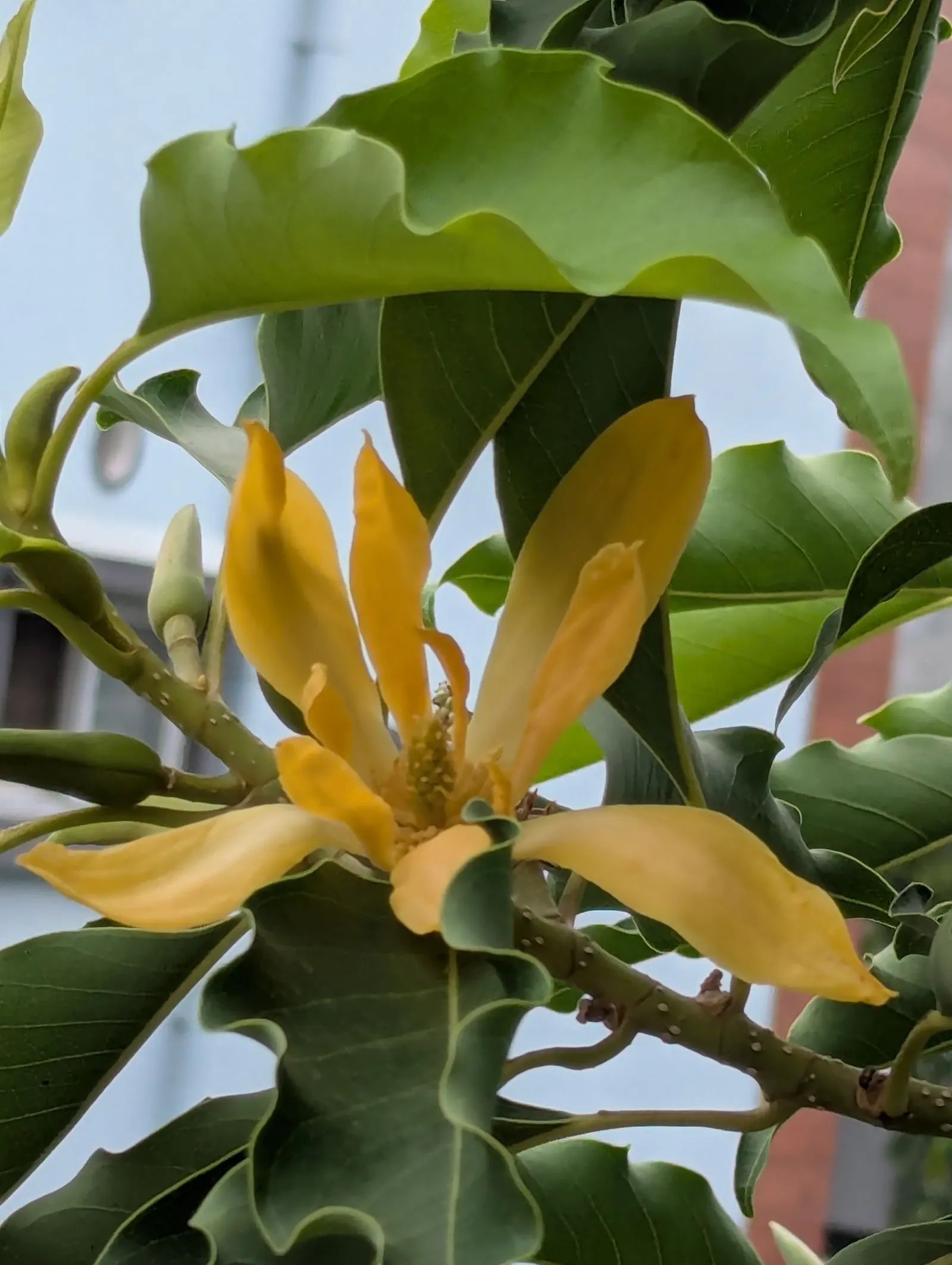 Joy Perfume Tree (Michelia Champaca) — to avoid overcrowding.<br><br>In a garden setting