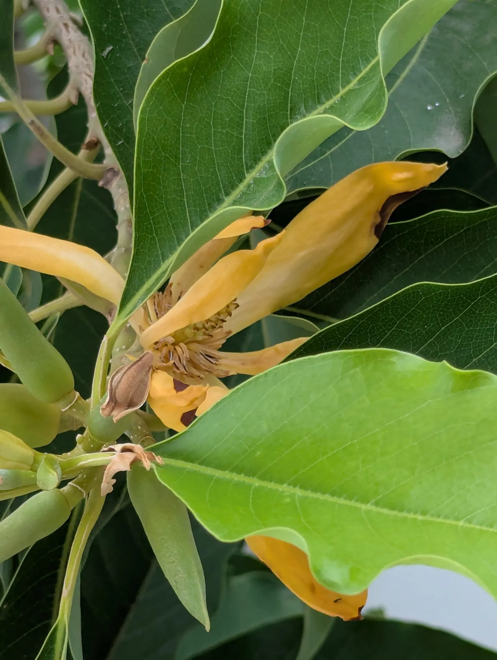 Joy Perfume Tree (Michelia Champaca) — Consistent moisture is crucial
