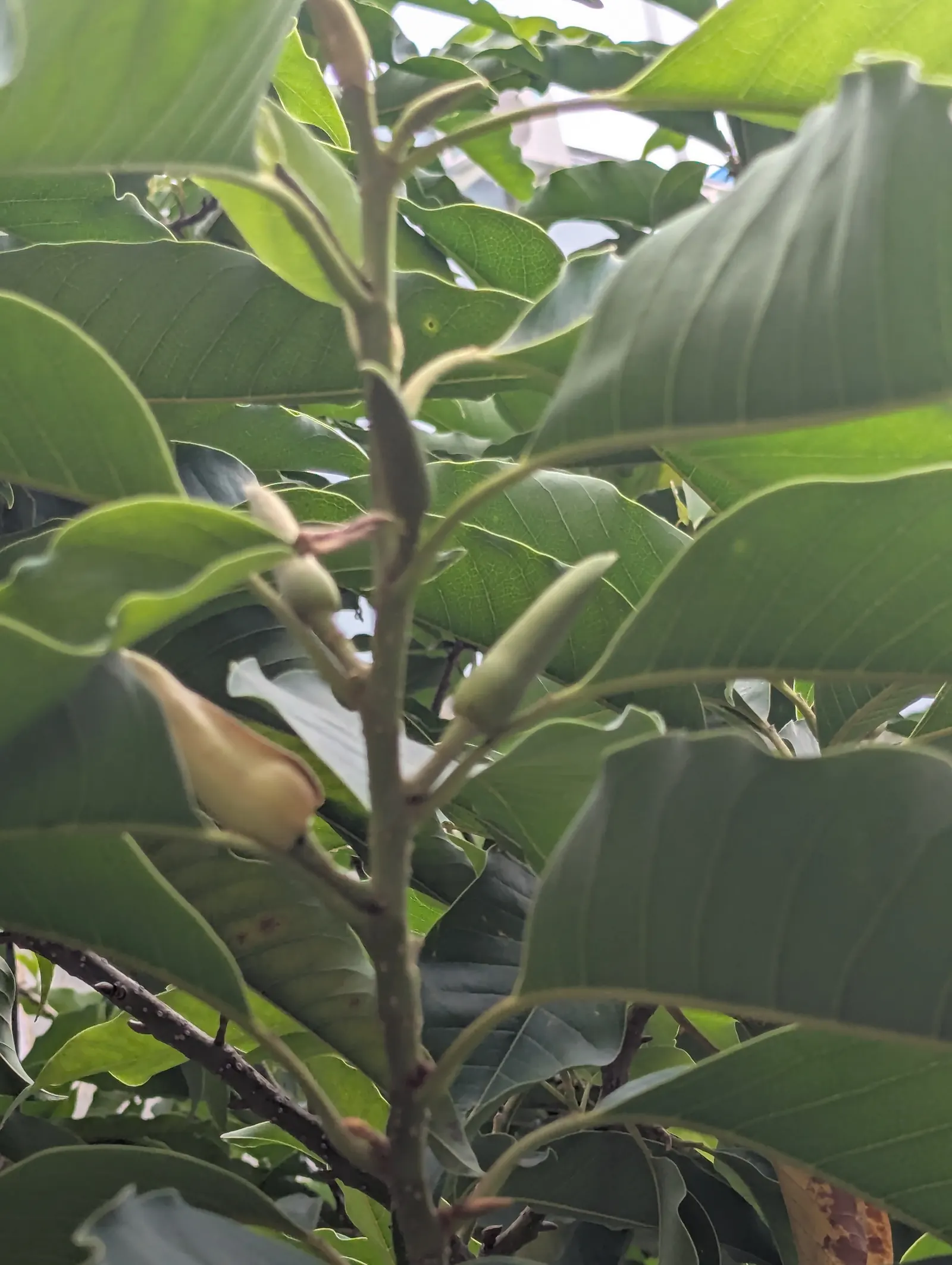 Joy Perfume Tree (Michelia Champaca) — with a spread of up to 20 feet; it's important to consider that the Michelia champaca thrives in USDA, image 67