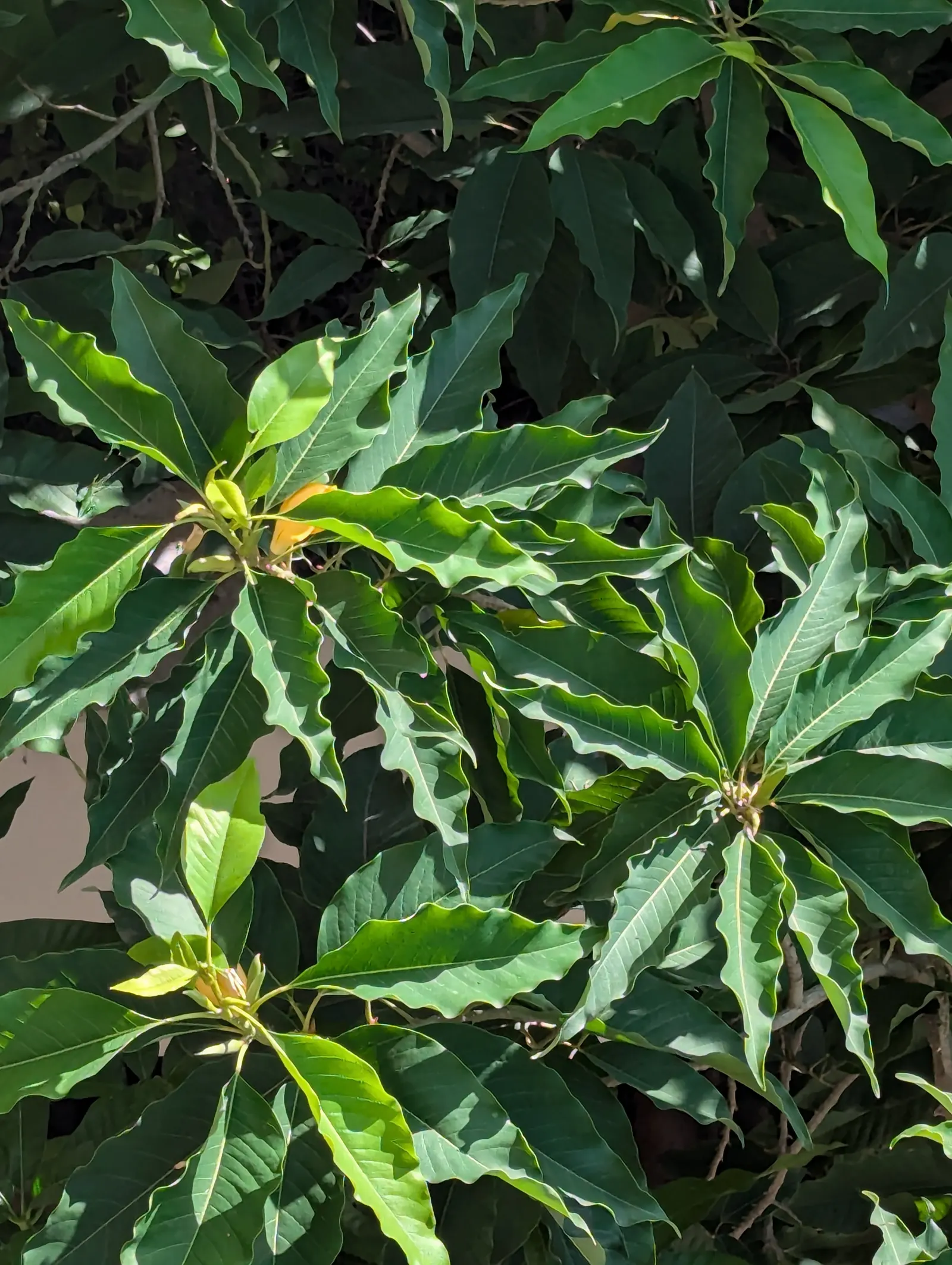 Joy Perfume Tree (Michelia Champaca) — especially in the growing seasons; one of the world's most famous perfumes