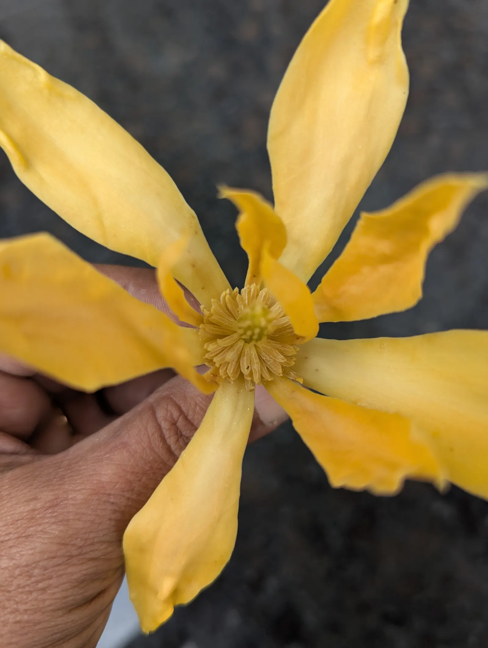 Joy Perfume Tree (Michelia Champaca) — These intensely aromatic flowers are the source of 'Joy'
