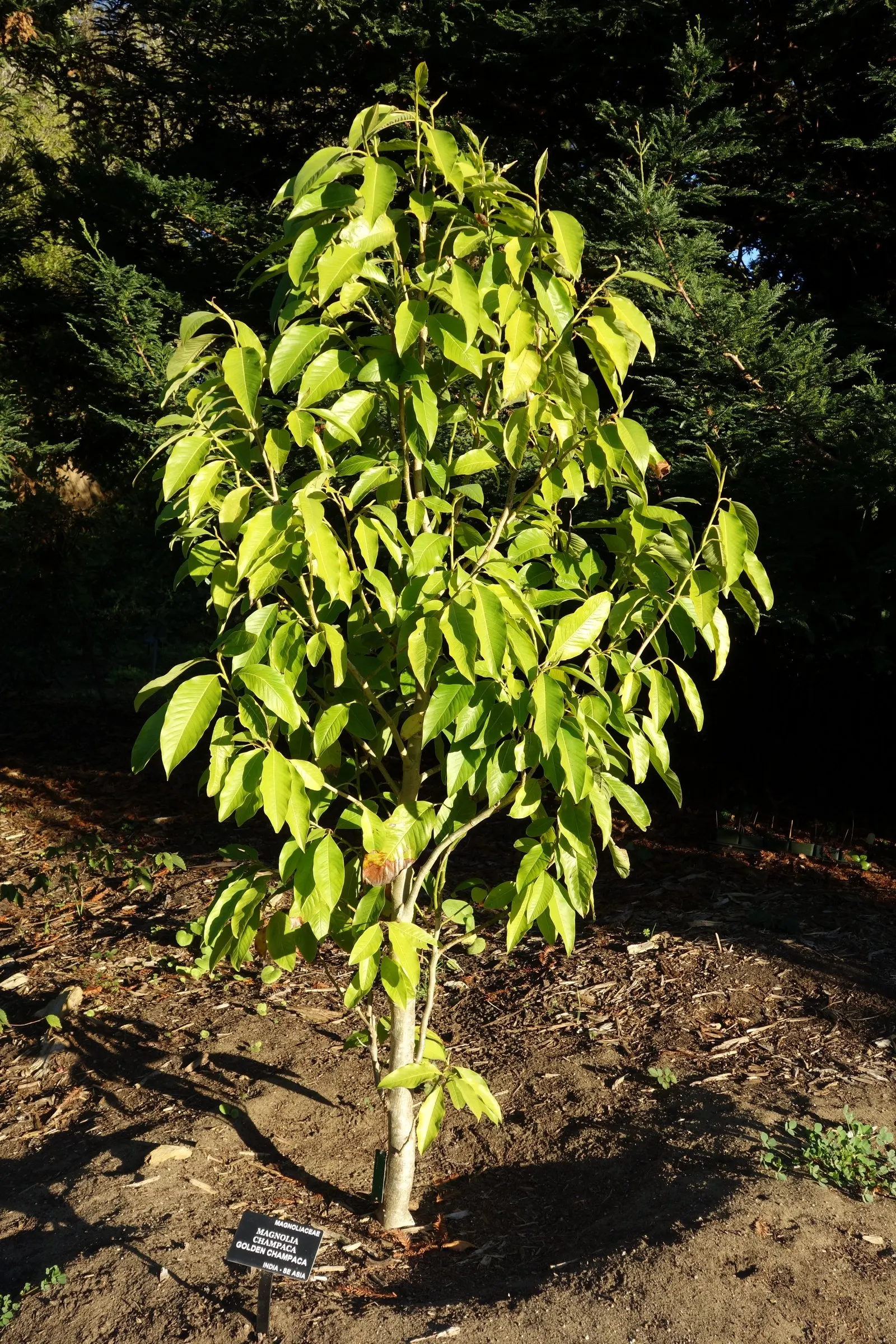 Joy Perfume Tree (Michelia Champaca) — adequate space should be allocated for growth; with a canopy spread of approximately 15 to 25 feet