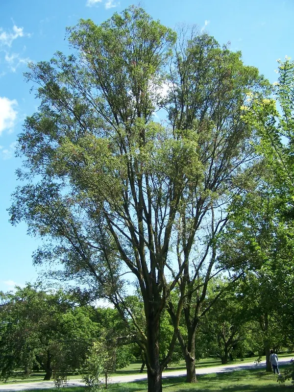 Siberian Elm (Ulmus Pumila) — though it prefers well-drained loamy or sandy soils