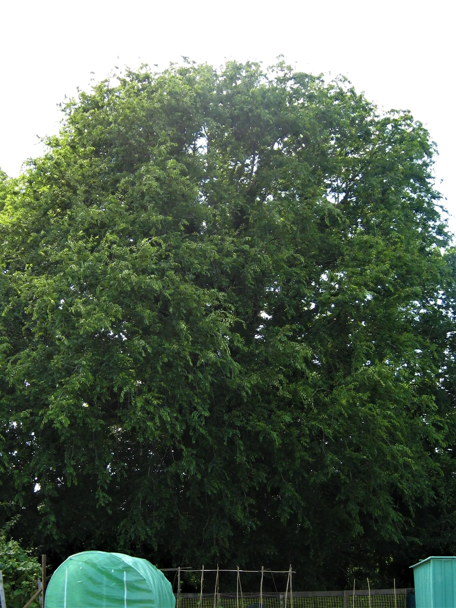 Siberian Elm (Ulmus Pumila) — measuring approximately 1 to 2.5 inches in length