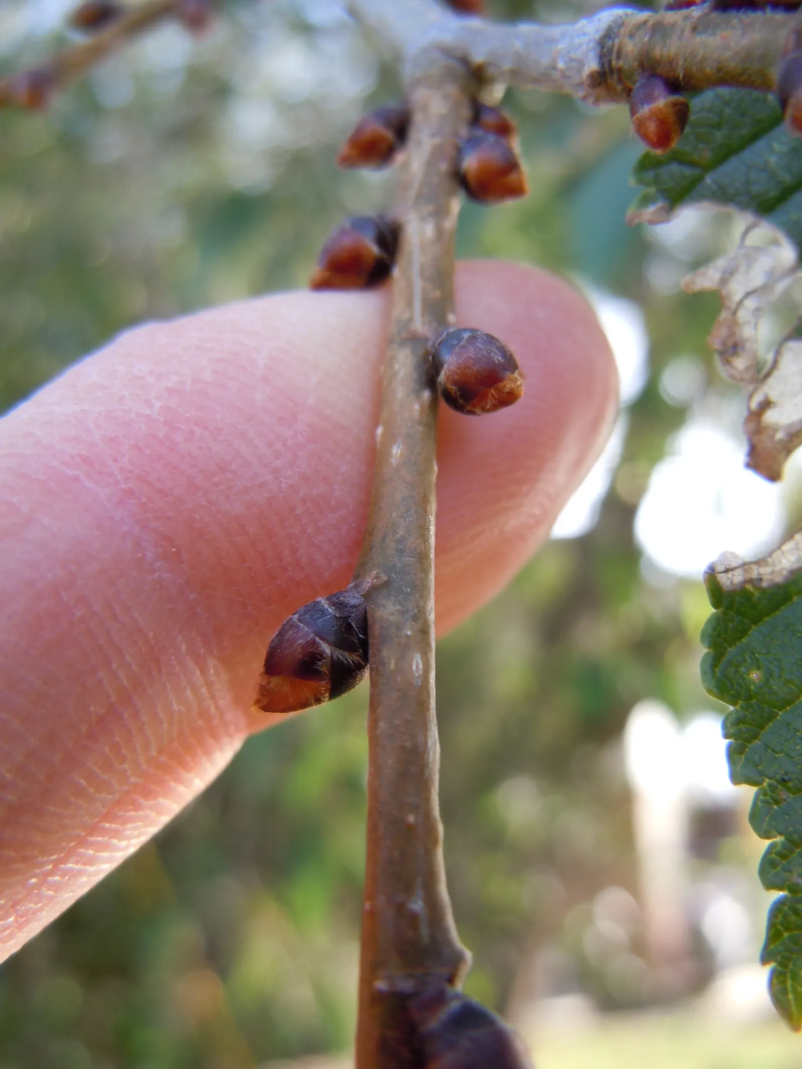 Siberian Elm (Ulmus Pumila) — fast-growing deciduous tree reaching 50-70 ft with a broad; provides quick shade but is prone to breakage and diseases