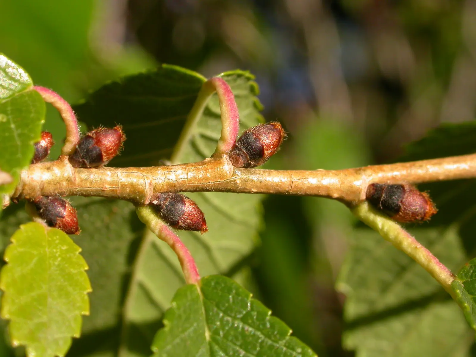 Siberian Elm (Ulmus Pumila) — Plant where limited spread is ensured or local regulations permit