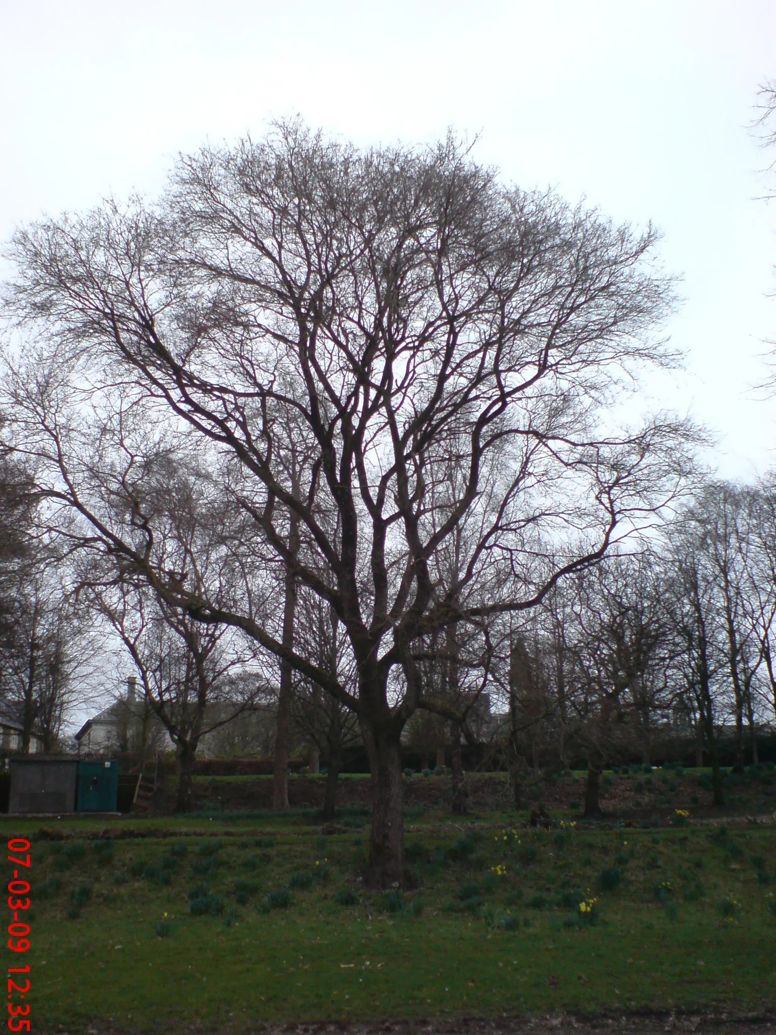 Siberian Elm (Ulmus Pumila) — tree with green and yellow blooms