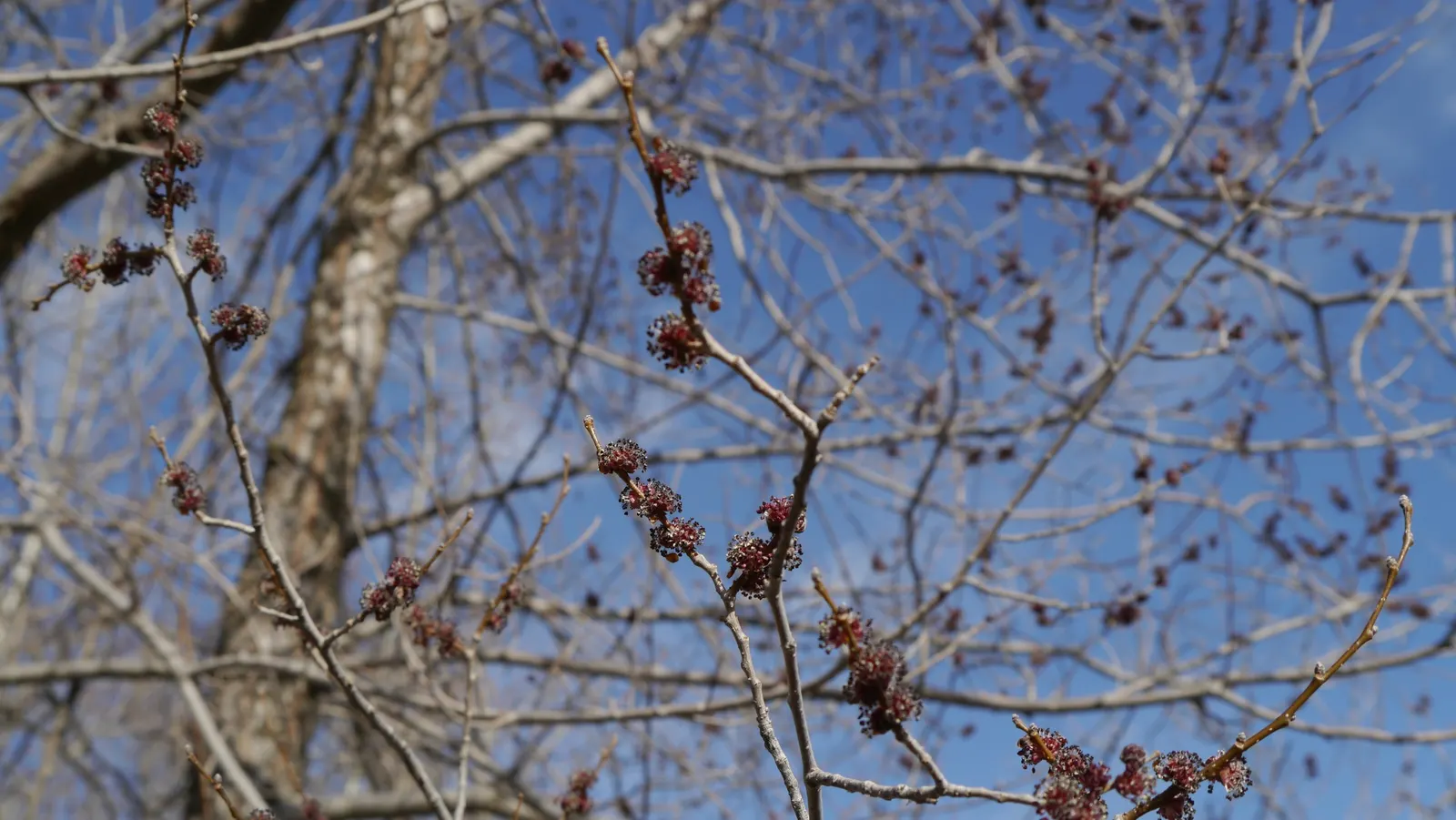 Siberian Elm (Ulmus Pumila) — and in large open areas where its rapid growth and adaptation capabilities are desired traits