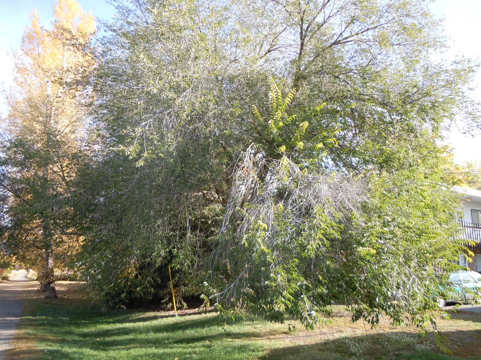 Siberian Elm (Ulmus Pumila) — the Siberian Elm should be situated with ample space to accommodate its mature size; inconspicuous small flowers bloom before the