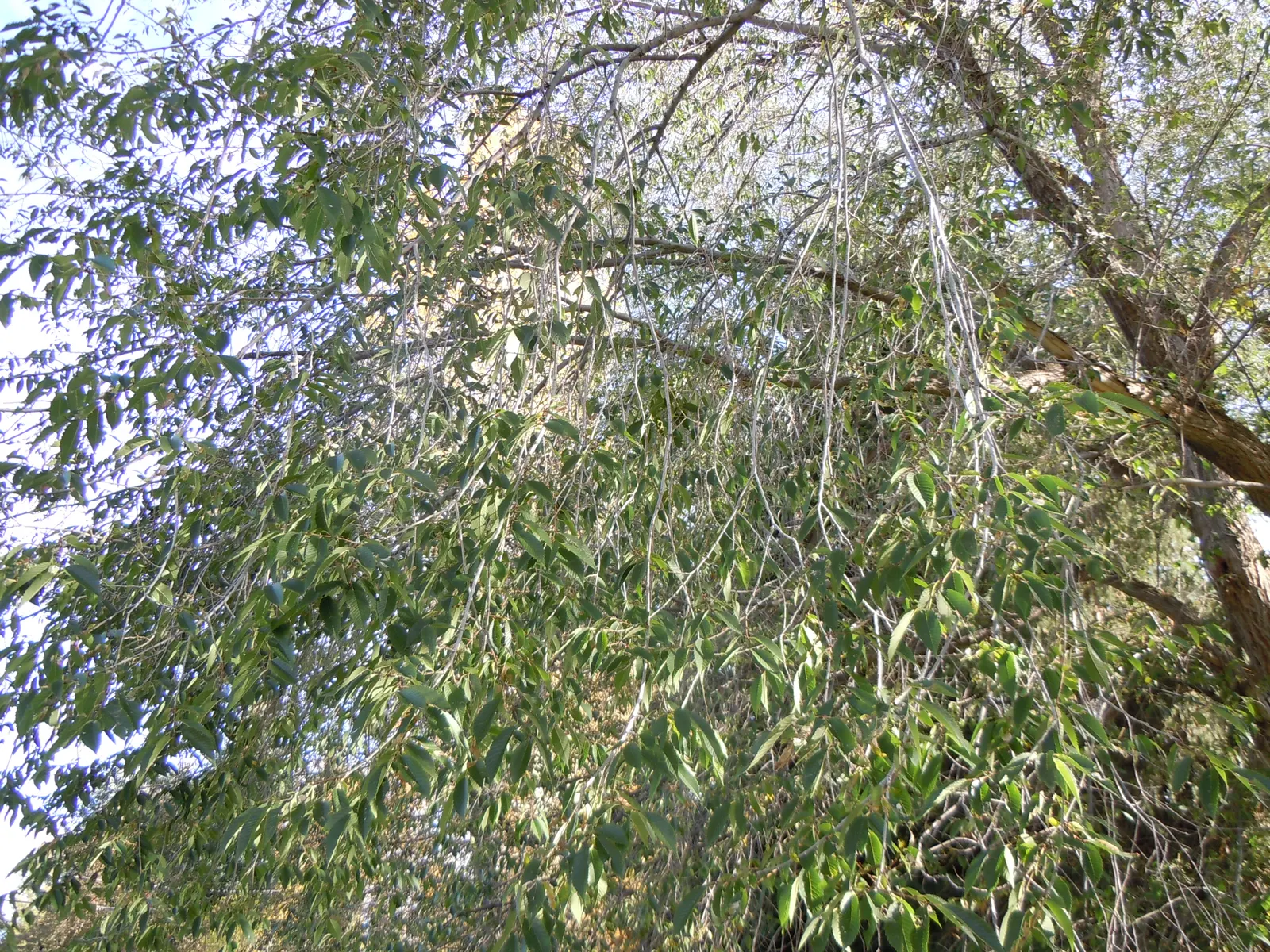 Siberian Elm (Ulmus Pumila) — tree for full