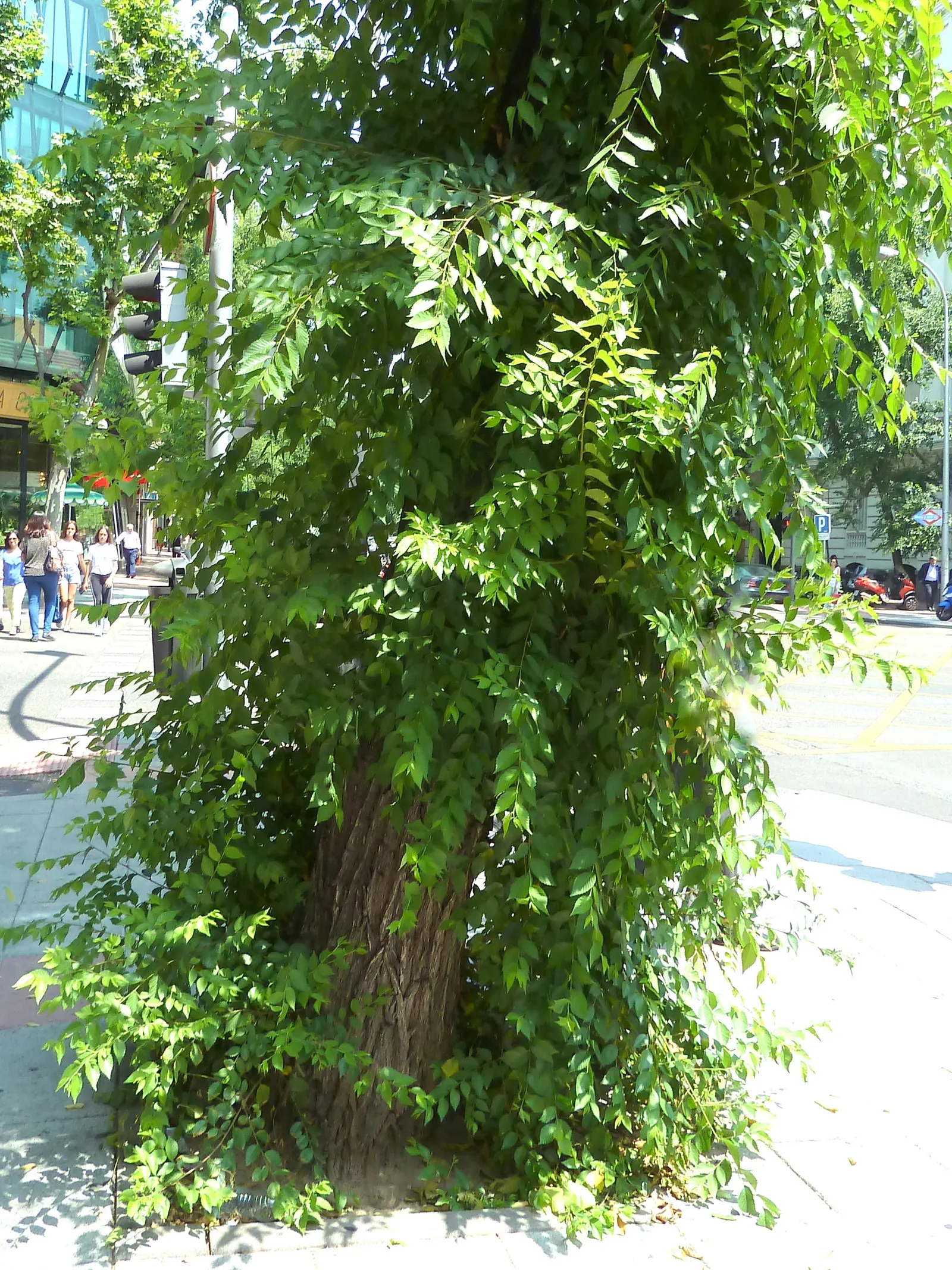 Siberian Elm (Ulmus Pumila) — occasionally contributing to its reputation as an invasive species in certain regions