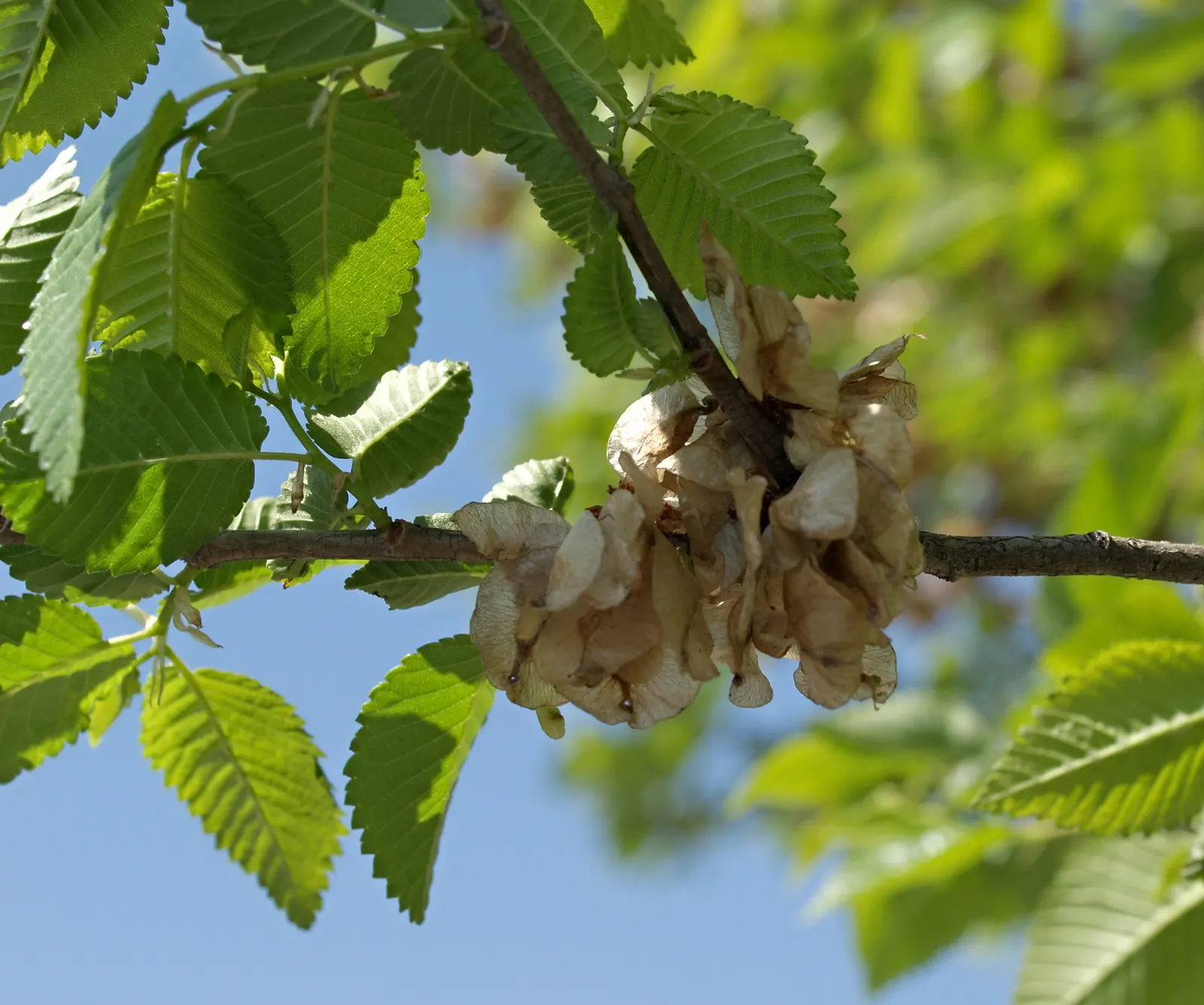 Siberian Elm (Ulmus Pumila) — This species exhibits a moderate to fast growth rate; inconspicuous small flowers bloom before the leaves emerge