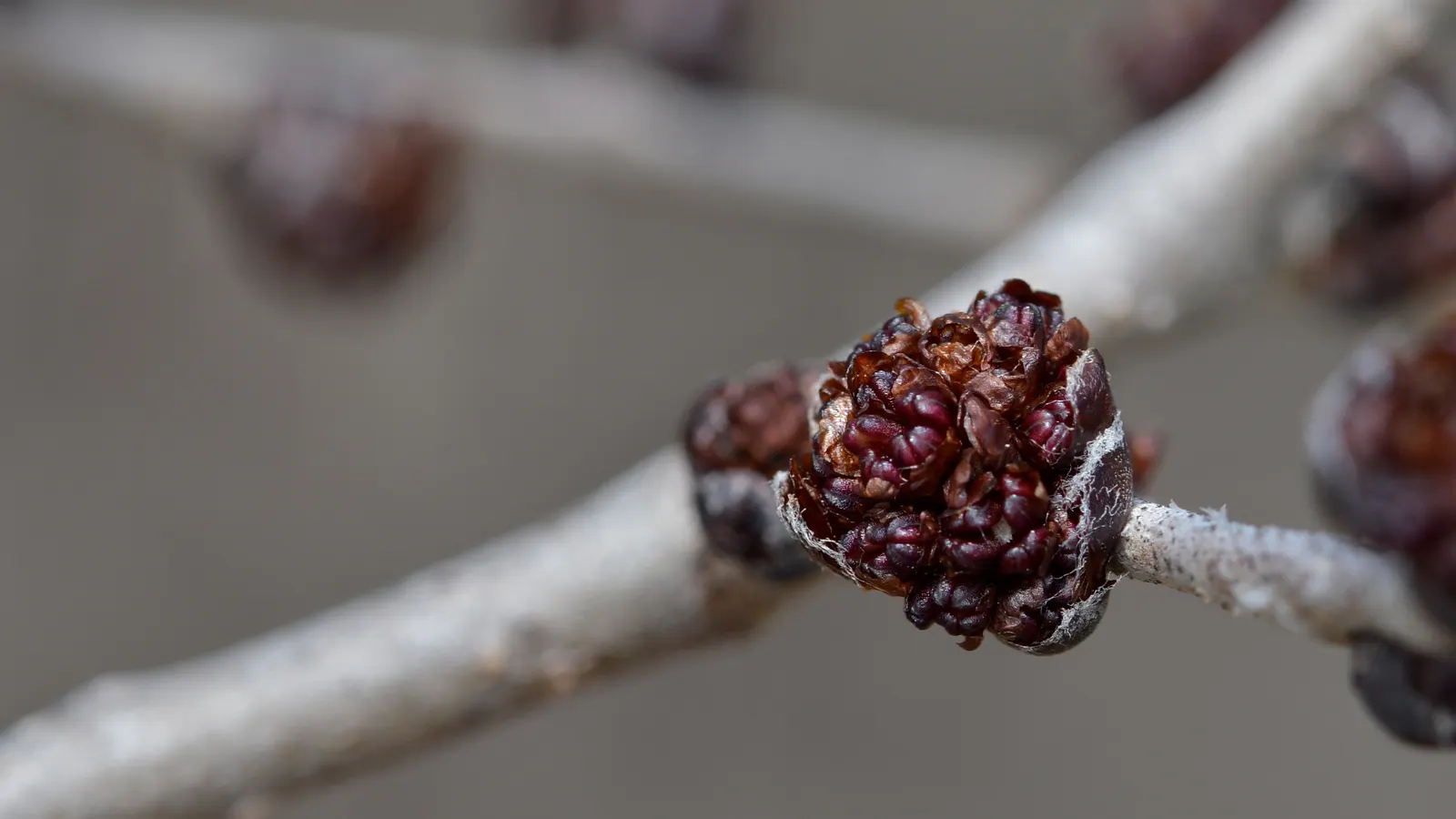Siberian Elm (Ulmus Pumila) — often reaching heights of 50 to 70 feet with a spread of 40 to 50 feet; provides quick shade but is prone to breakage and diseases