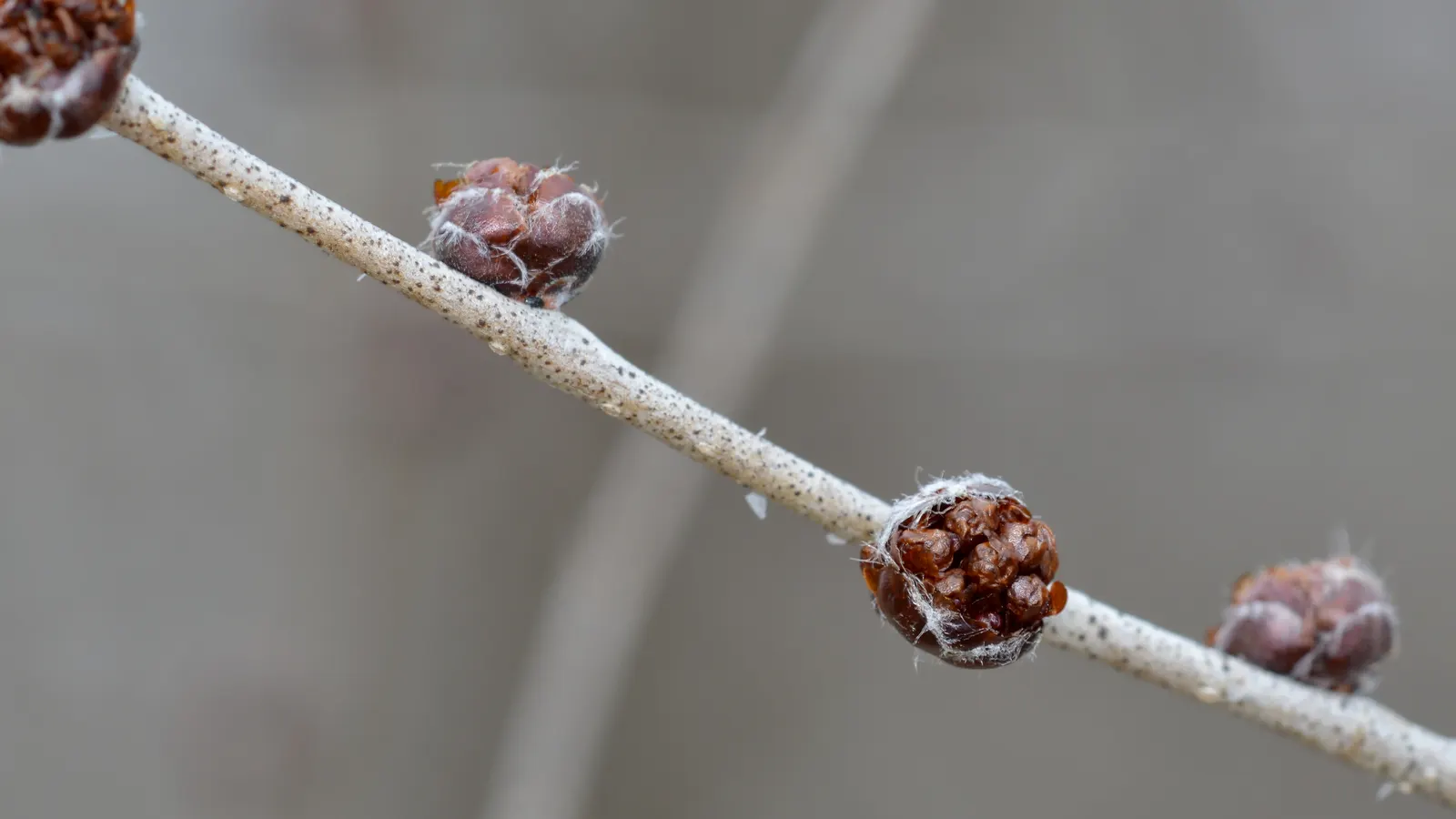 Siberian Elm (Ulmus Pumila) — This tree's bark is grey-brown and deeply furrowed