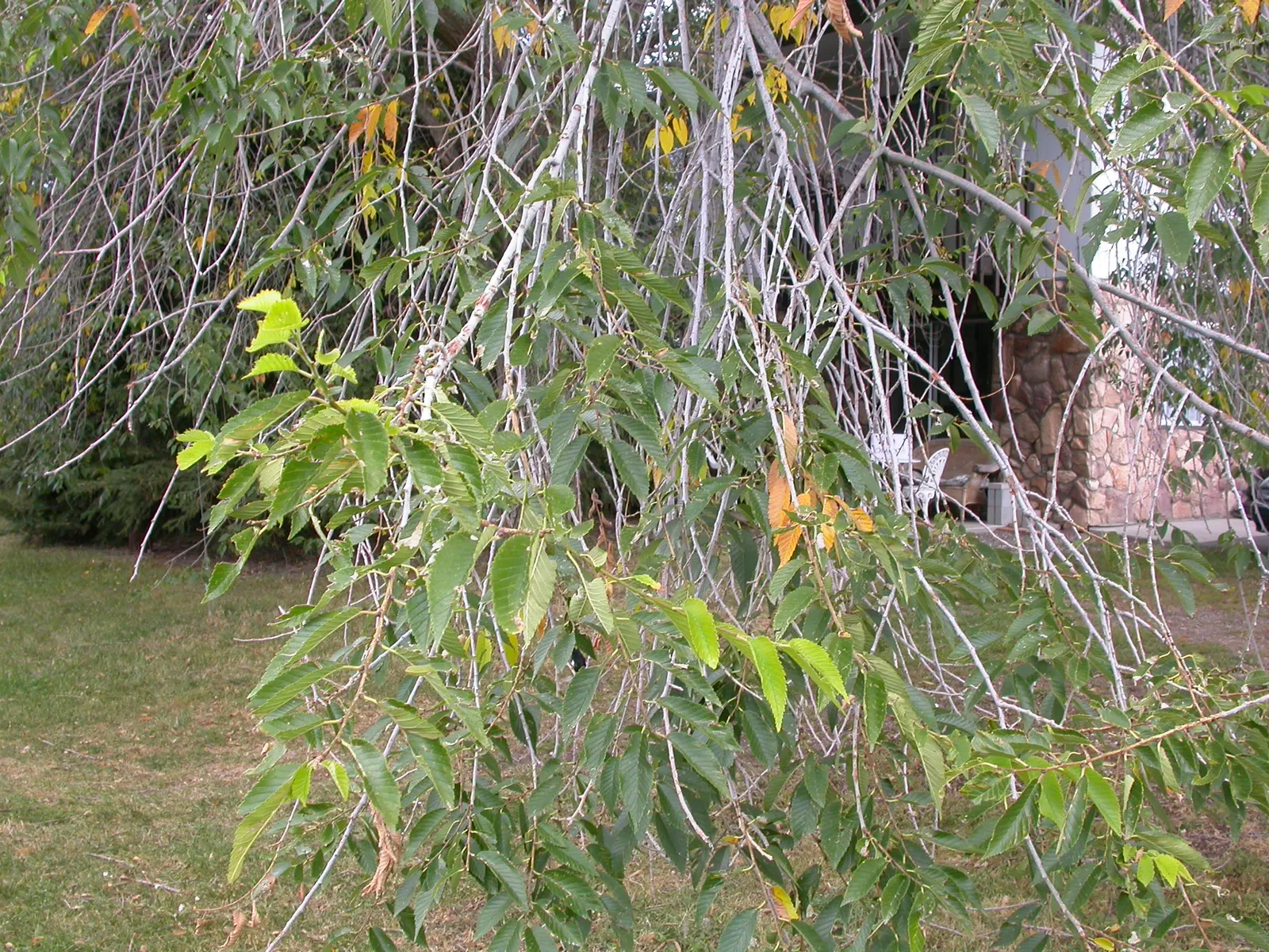Siberian Elm (Ulmus Pumila) — Note: Considered invasive in some areas; provides quick shade but is prone to breakage and diseases