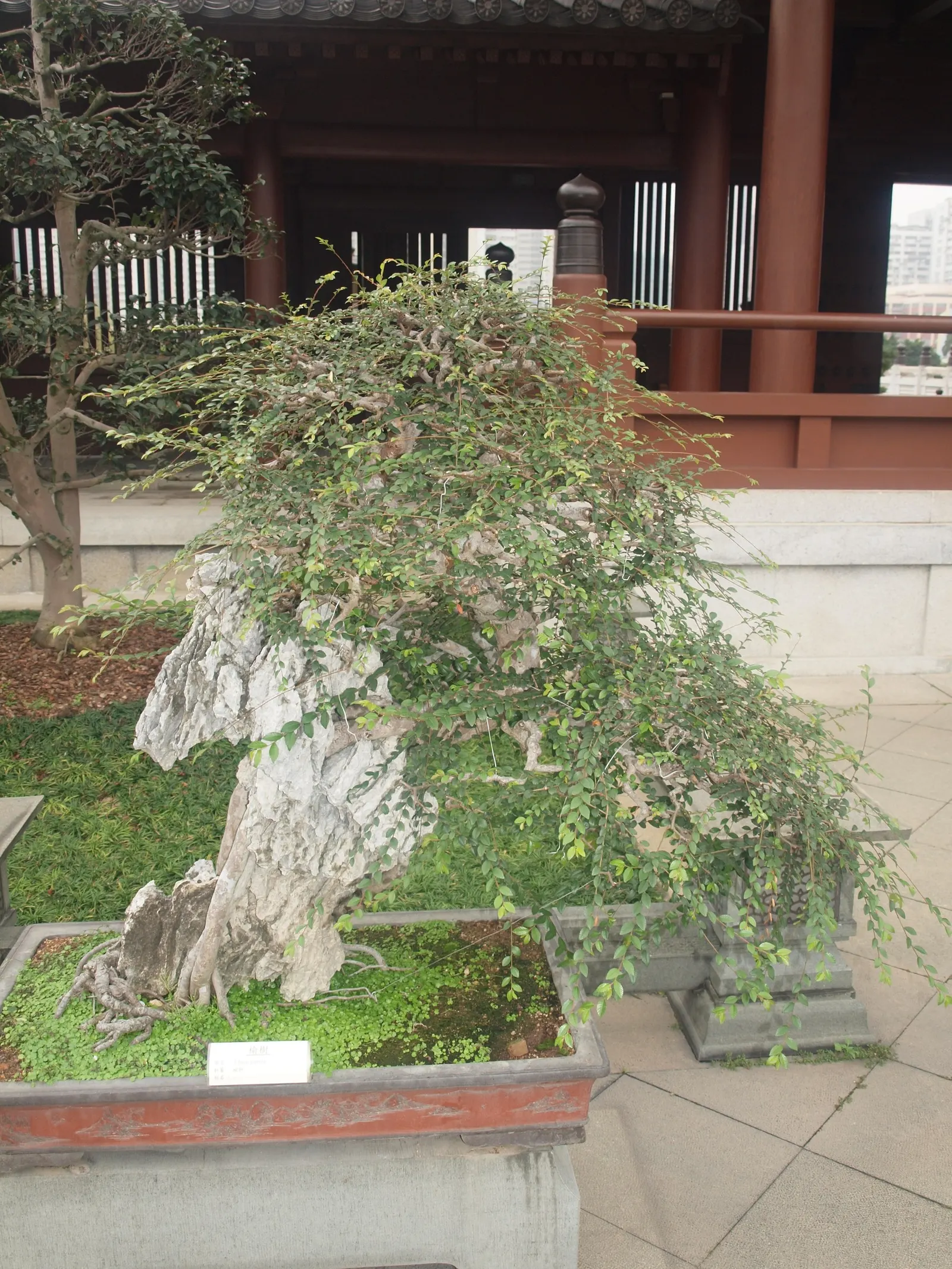 Siberian Elm (Ulmus Pumila) — Its canopy forms a rounded, asymmetrical shape that offers ample shade