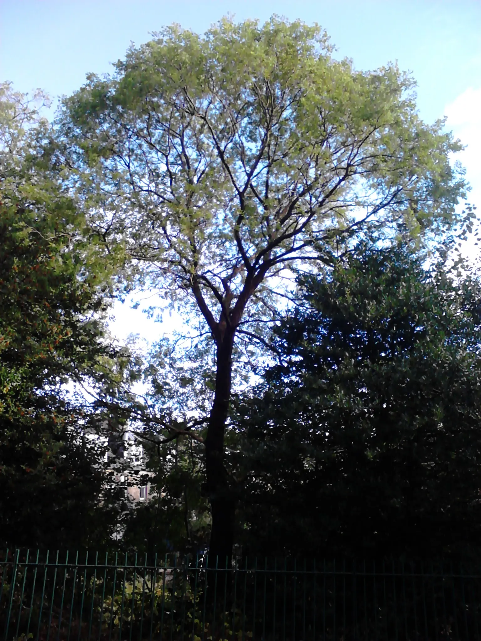 Siberian Elm (Ulmus Pumila) — commonly referred to as the Siberian Elm