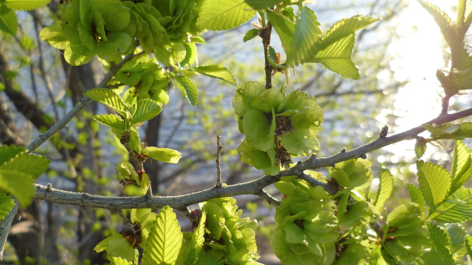 Siberian Elm (Ulmus Pumila) — Its leaves are small, 1-3 inches long, and the bark is deeply furrowed