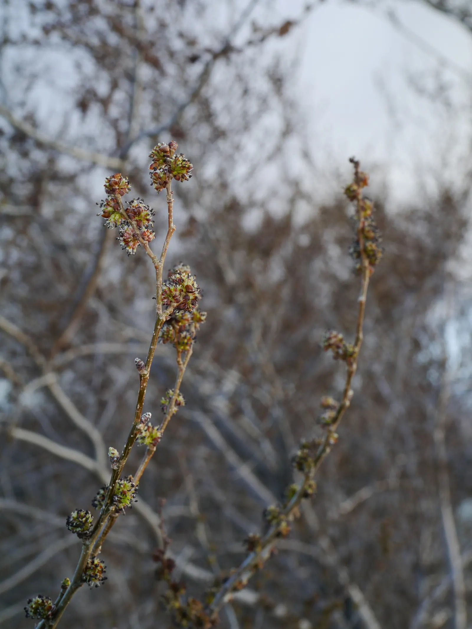 Siberian Elm (Ulmus Pumila) — Its leaves are small, 1-3 inches long, and the bark is deeply furrowed; inconspicuous small flowers bloom before the leaves emerge