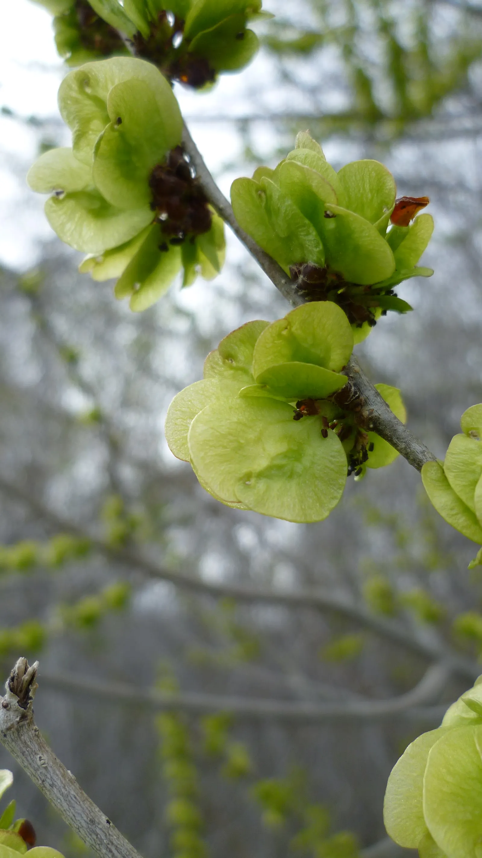 Siberian Elm (Ulmus Pumila) — It exhibits drought-resistance once established and tolerates urban conditions, including pollution and salt; inconspicuous small