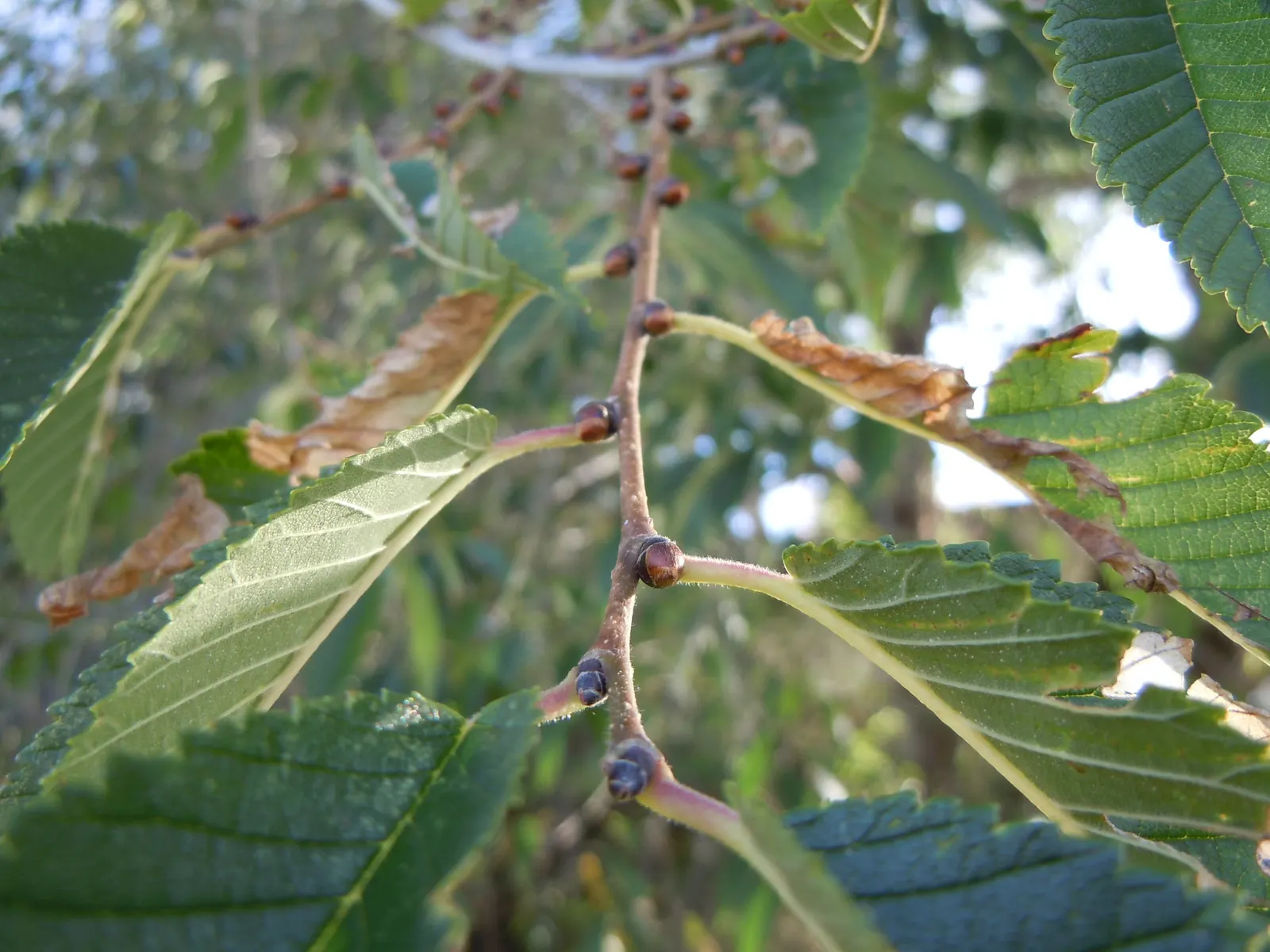 Siberian Elm (Ulmus Pumila) — inconspicuous small flowers bloom before the leaves emerge