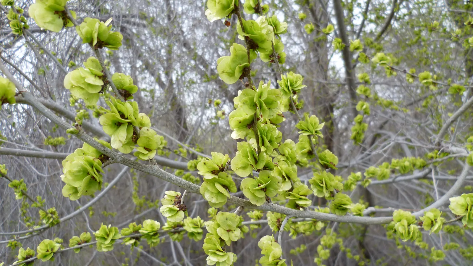 Siberian Elm (Ulmus Pumila) — followed by winged seeds that disseminate easily