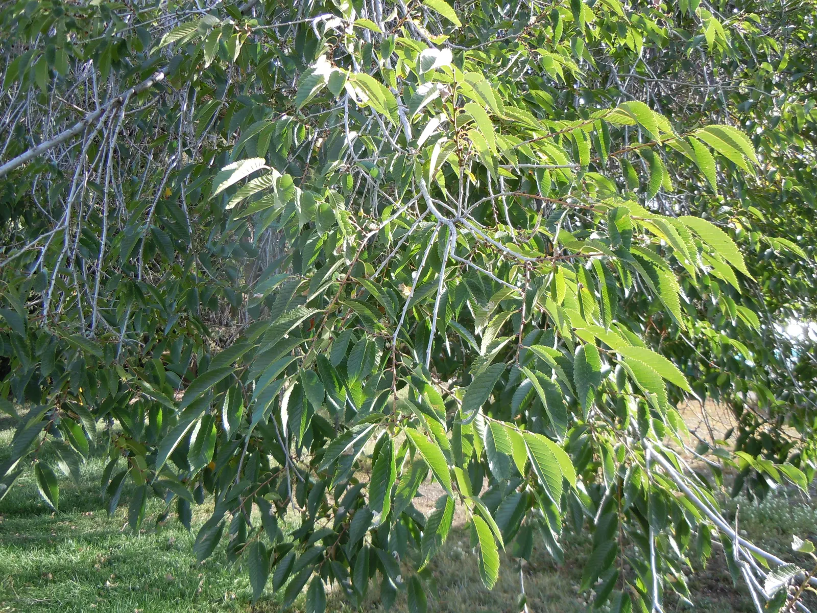 Siberian Elm (Ulmus Pumila) — increasing by upwards of 3 feet per annum under optimal conditions.<br><br>A versatile species
