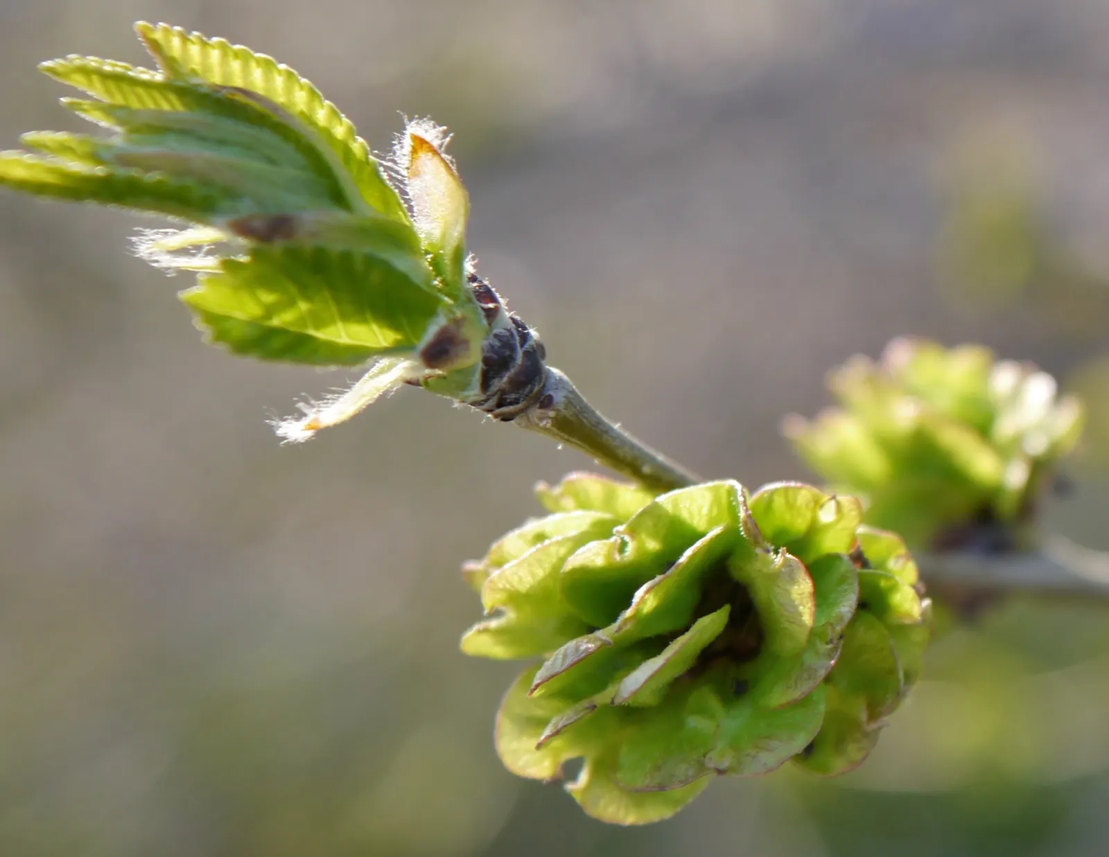 Siberian Elm (Ulmus Pumila) — particularly in the winter months.<br><br>When integrating into landscape designs; this species exhibits a moderate to fast