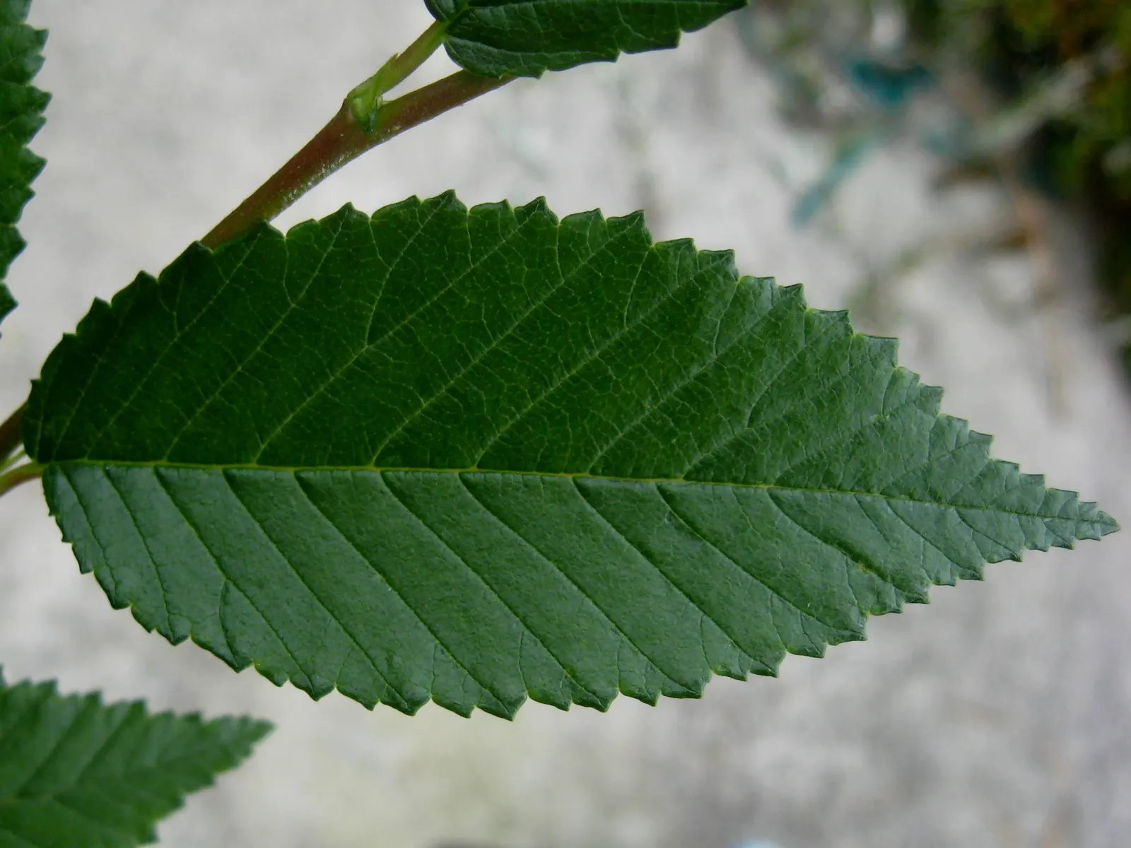 Siberian Elm (Ulmus Pumila) — though it prefers well-drained loamy or sandy soils; this species exhibits a moderate to fast growth rate