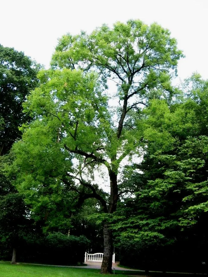 Siberian Elm (Ulmus Pumila) — measuring approximately 1 to 2.5 inches in length; and in large open areas where its rapid growth and adaptation capabilities are