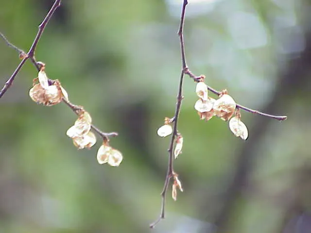 Siberian Elm (Ulmus Pumila) — Provides quick shade but is prone to breakage and diseases; and in large open areas where its rapid growth and adaptation
