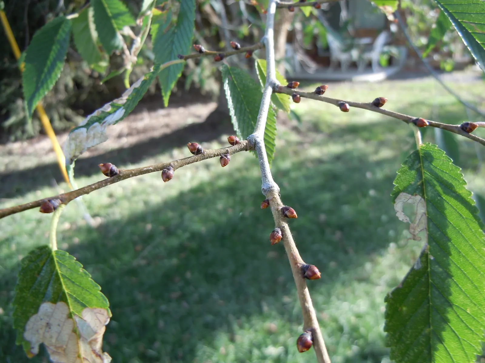Siberian Elm (Ulmus Pumila) — occasionally contributing to its reputation as an invasive species in certain regions; and in large open areas where its rapid