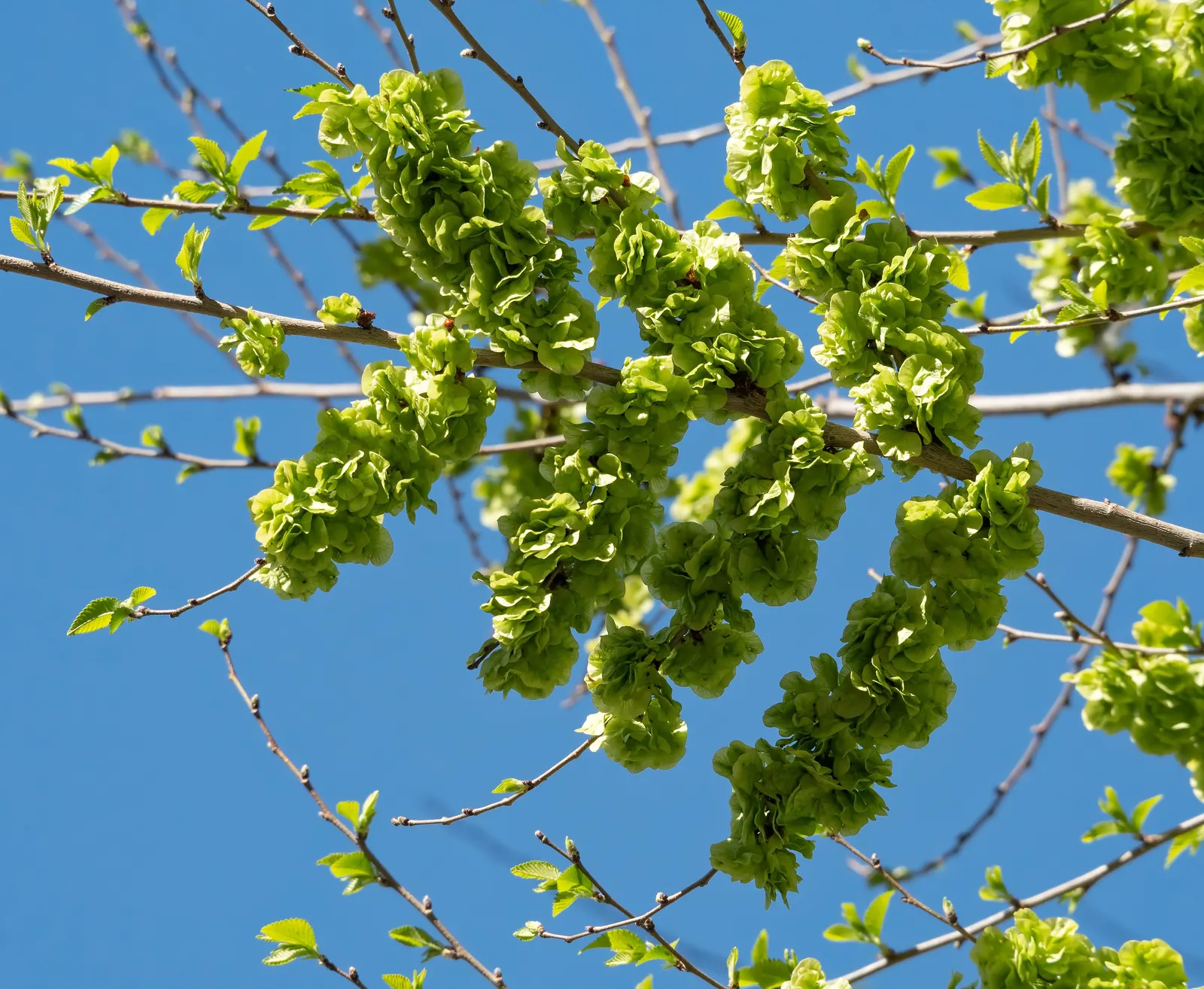 Siberian Elm (Ulmus Pumila) — creating a fine-textured appearance in the landscape.<br><br>In spring