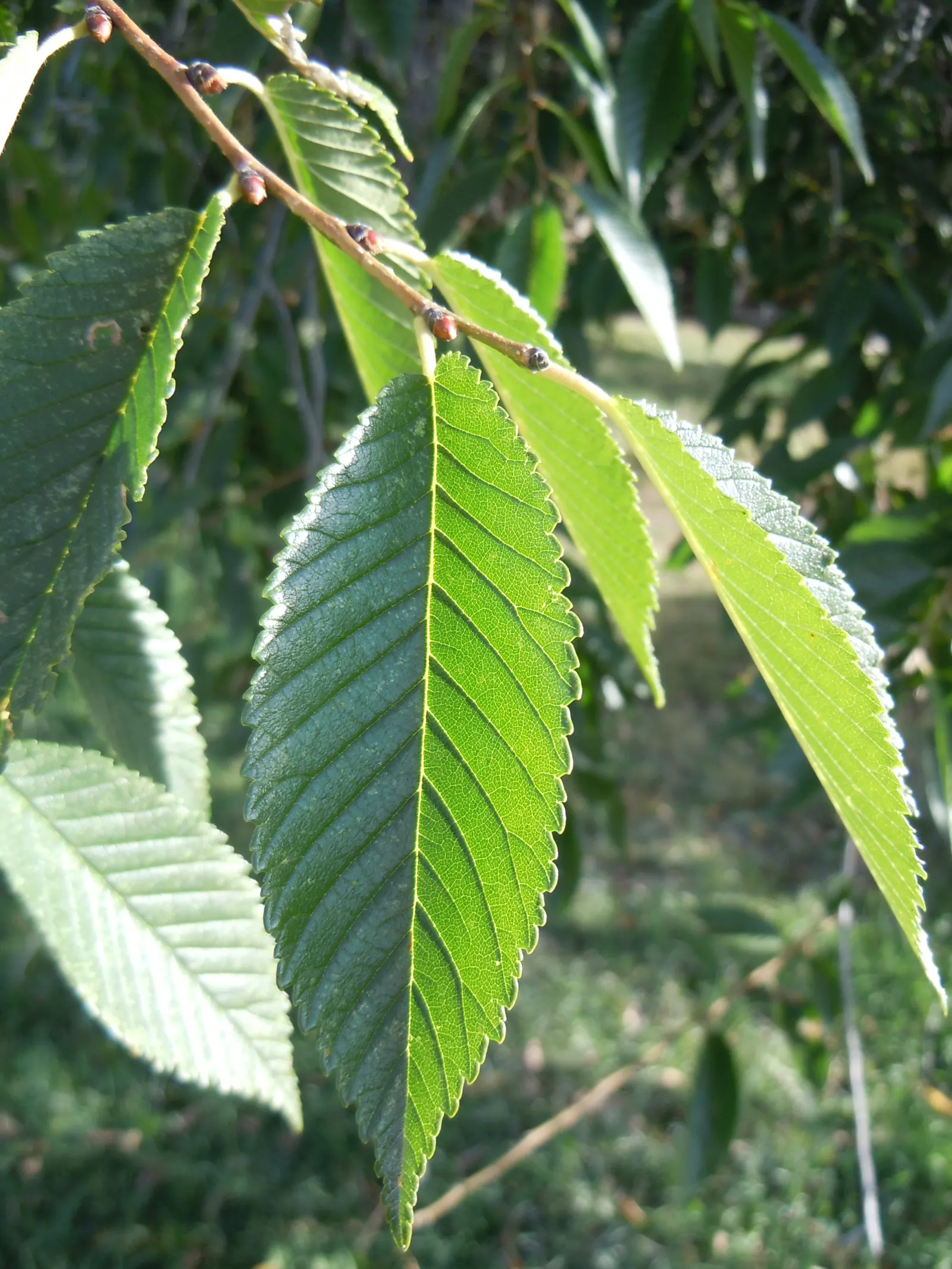 Siberian Elm (Ulmus Pumila) — Its canopy forms a rounded, asymmetrical shape that offers ample shade; this species exhibits a moderate to fast growth rate