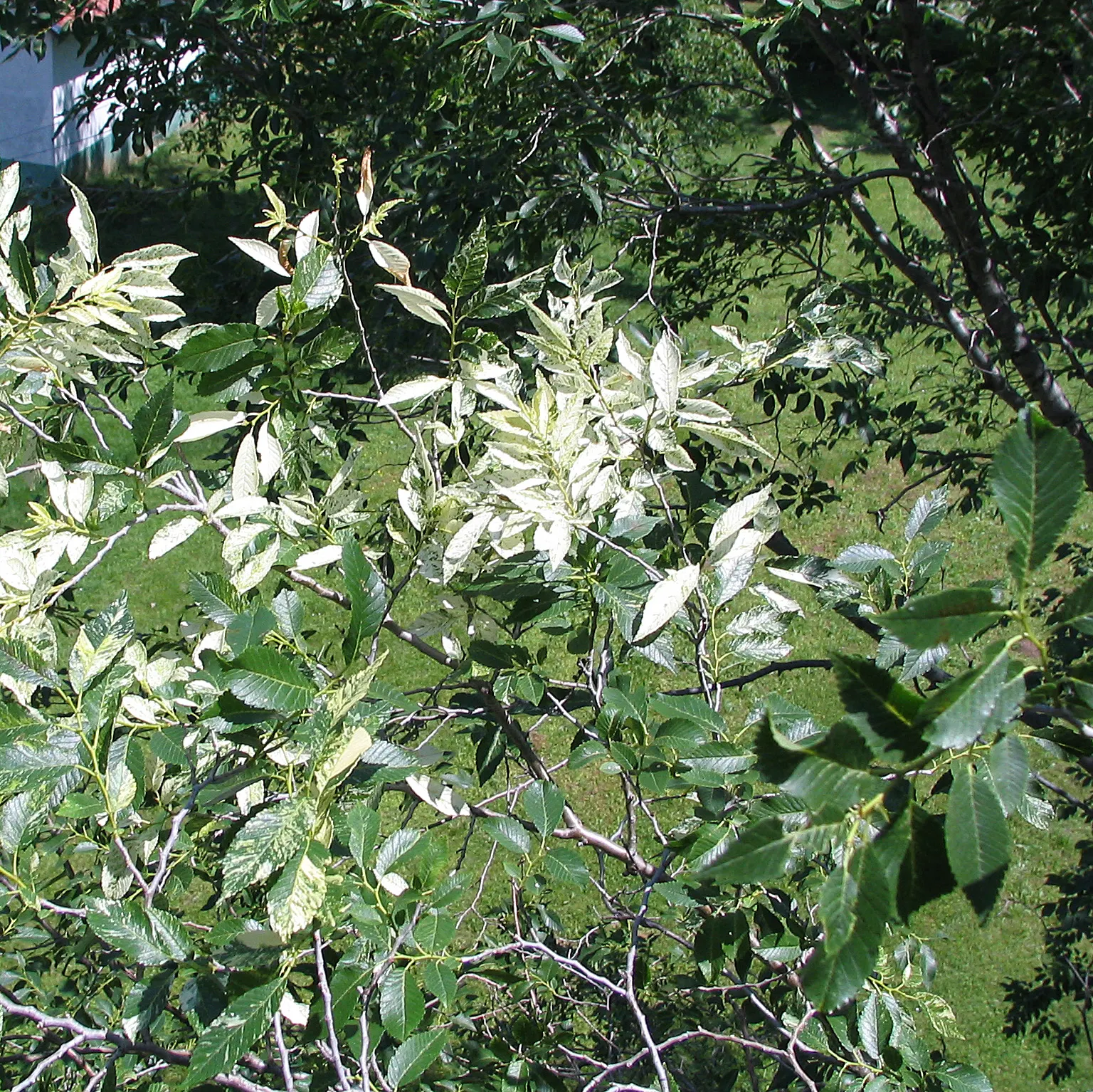Siberian Elm (Ulmus Pumila) — the Siberian Elm thrives in USDA zones 4 through 9 and is tolerant of a variety of soil types