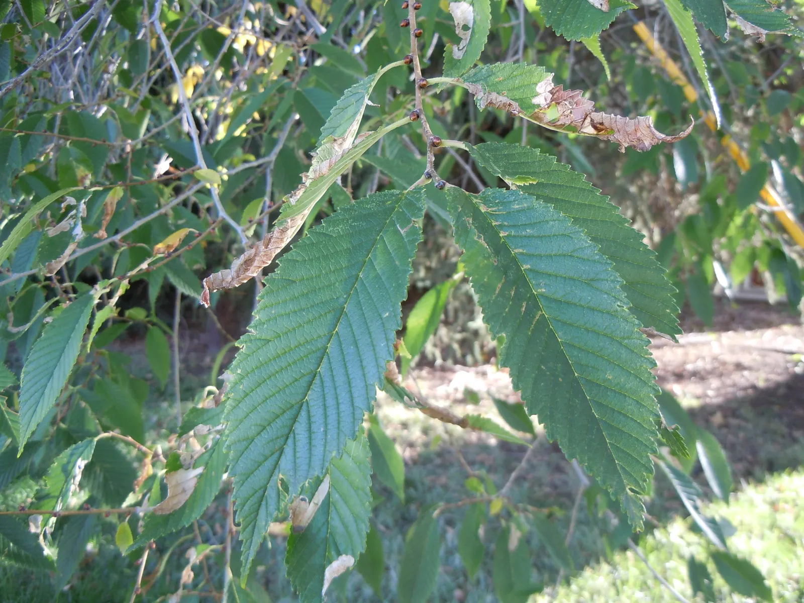 Siberian Elm (Ulmus Pumila) — Plant where limited spread is ensured or local regulations permit; this species exhibits a moderate to fast growth rate
