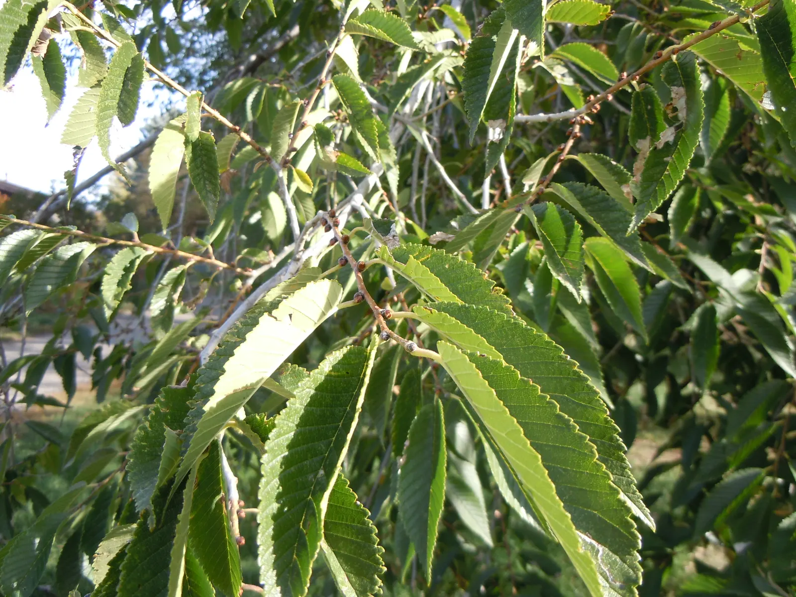 Siberian Elm (Ulmus Pumila) — fast-growing deciduous tree reaching 50-70 ft with a broad