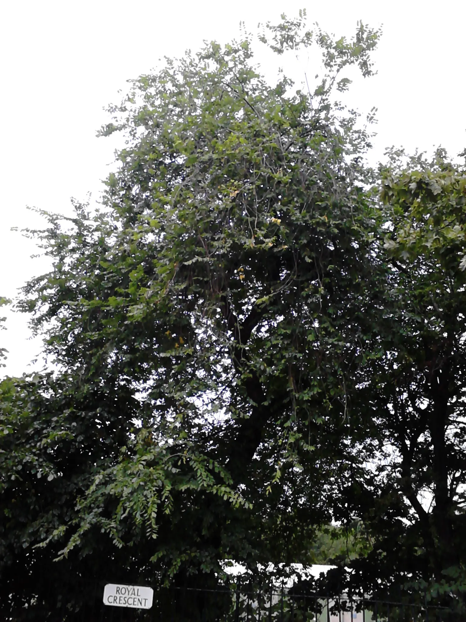 Siberian Elm (Ulmus Pumila) — often reaching heights of 50 to 70 feet with a spread of 40 to 50 feet