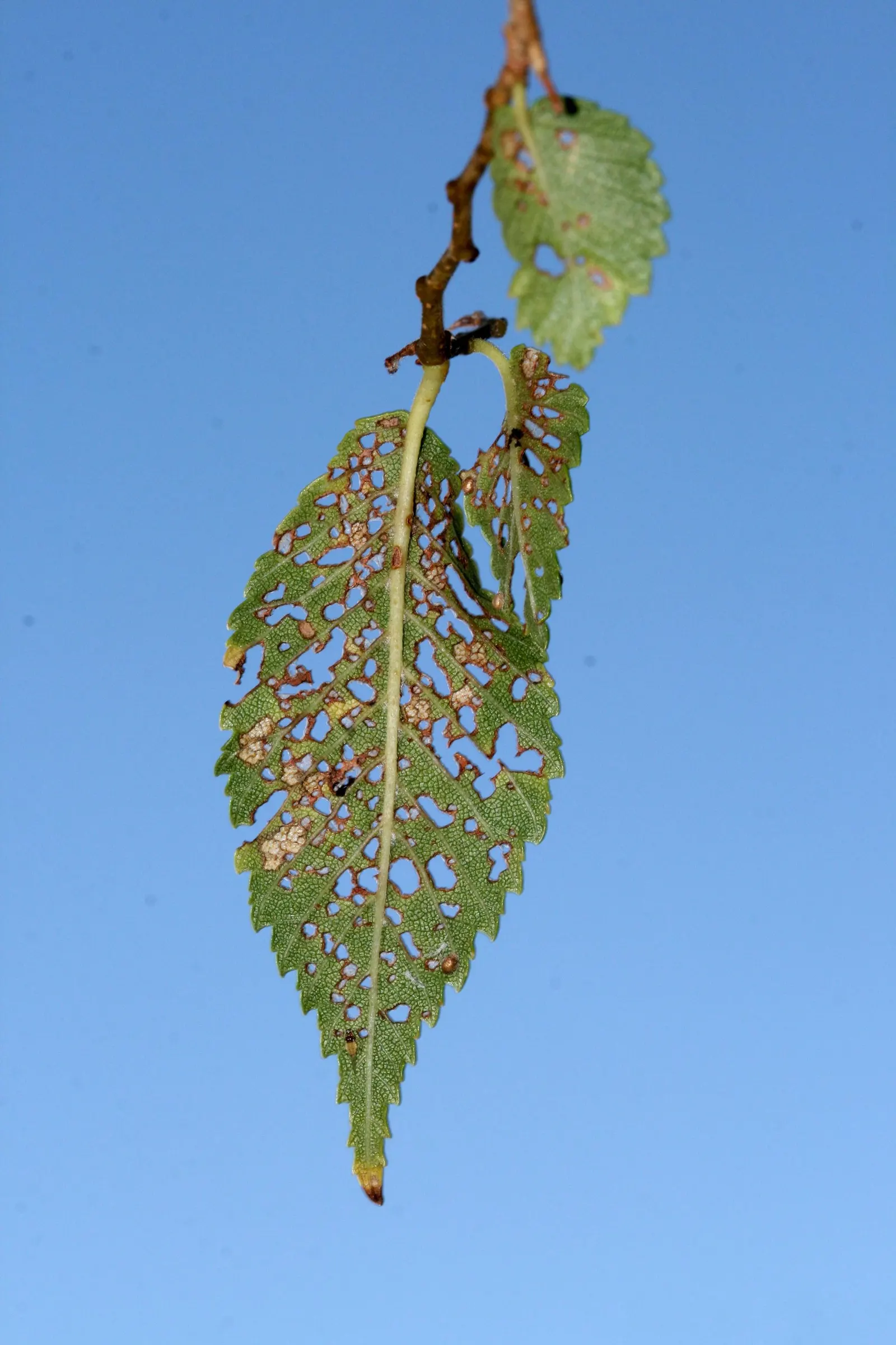Siberian Elm (Ulmus Pumila) — is a hardy deciduous tree renowned for its adaptability and rapid growth; and in large open areas where its rapid growth and