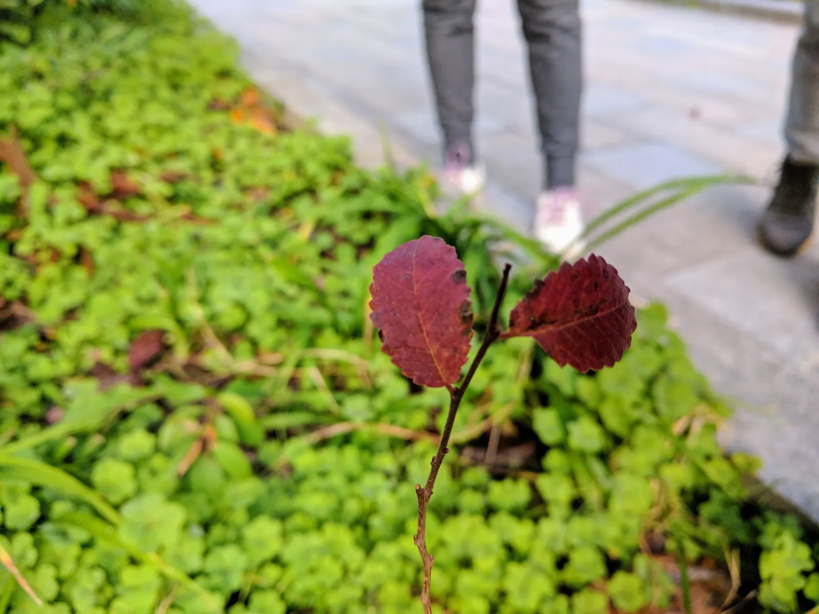 Siberian Elm (Ulmus Pumila) — creating a fine-textured appearance in the landscape.<br><br>In spring; provides quick shade but is prone to breakage and diseases