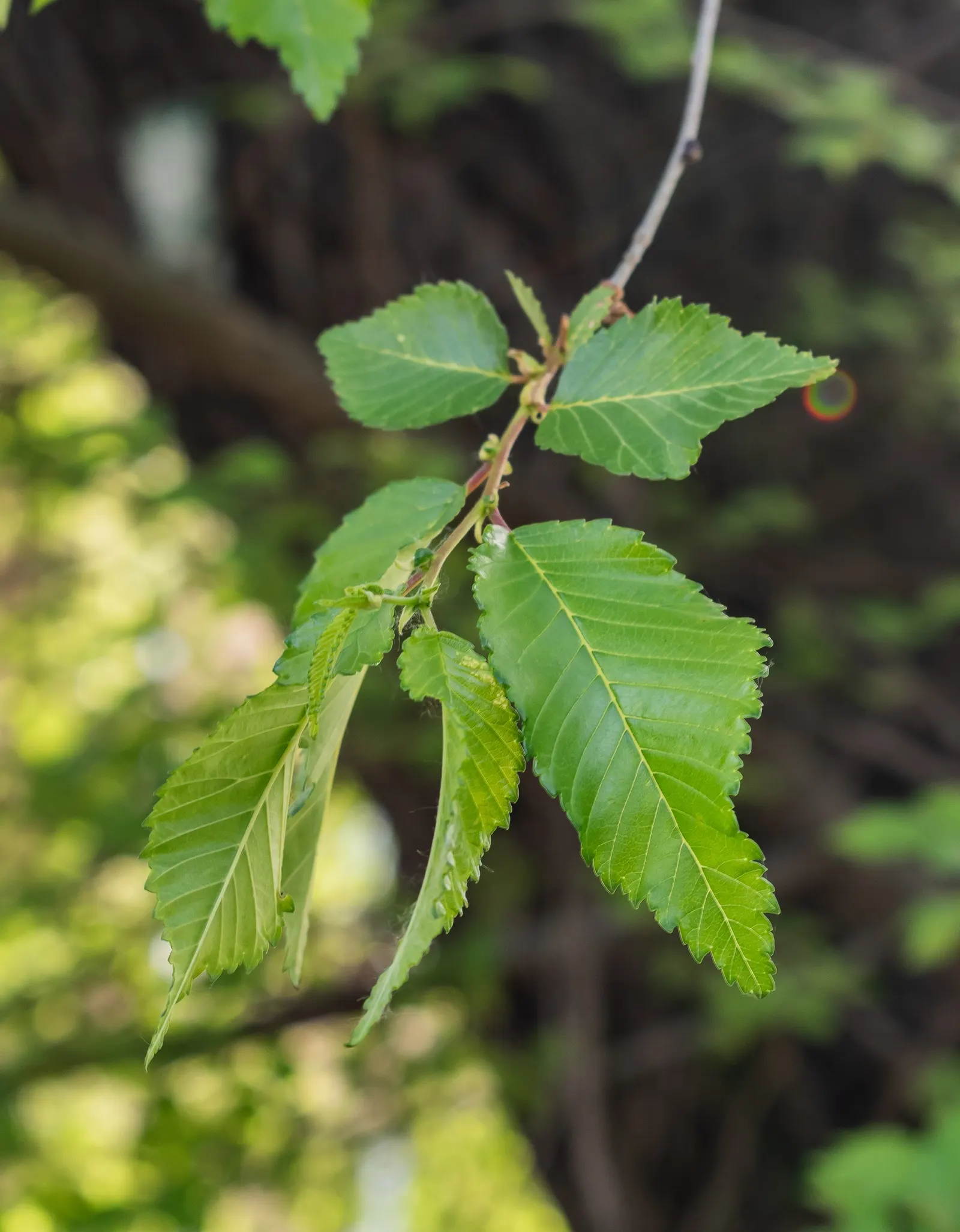 Siberian Elm (Ulmus Pumila) — Tolerates urban conditions and drought, thriving in zones 4-9