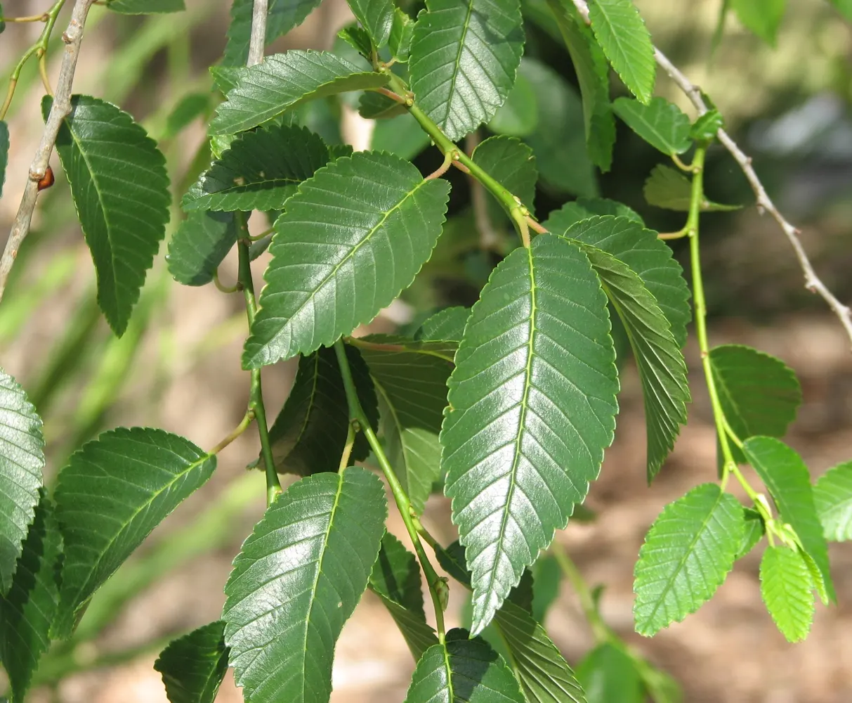 Siberian Elm (Ulmus Pumila) — It is an excellent choice for windbreaks