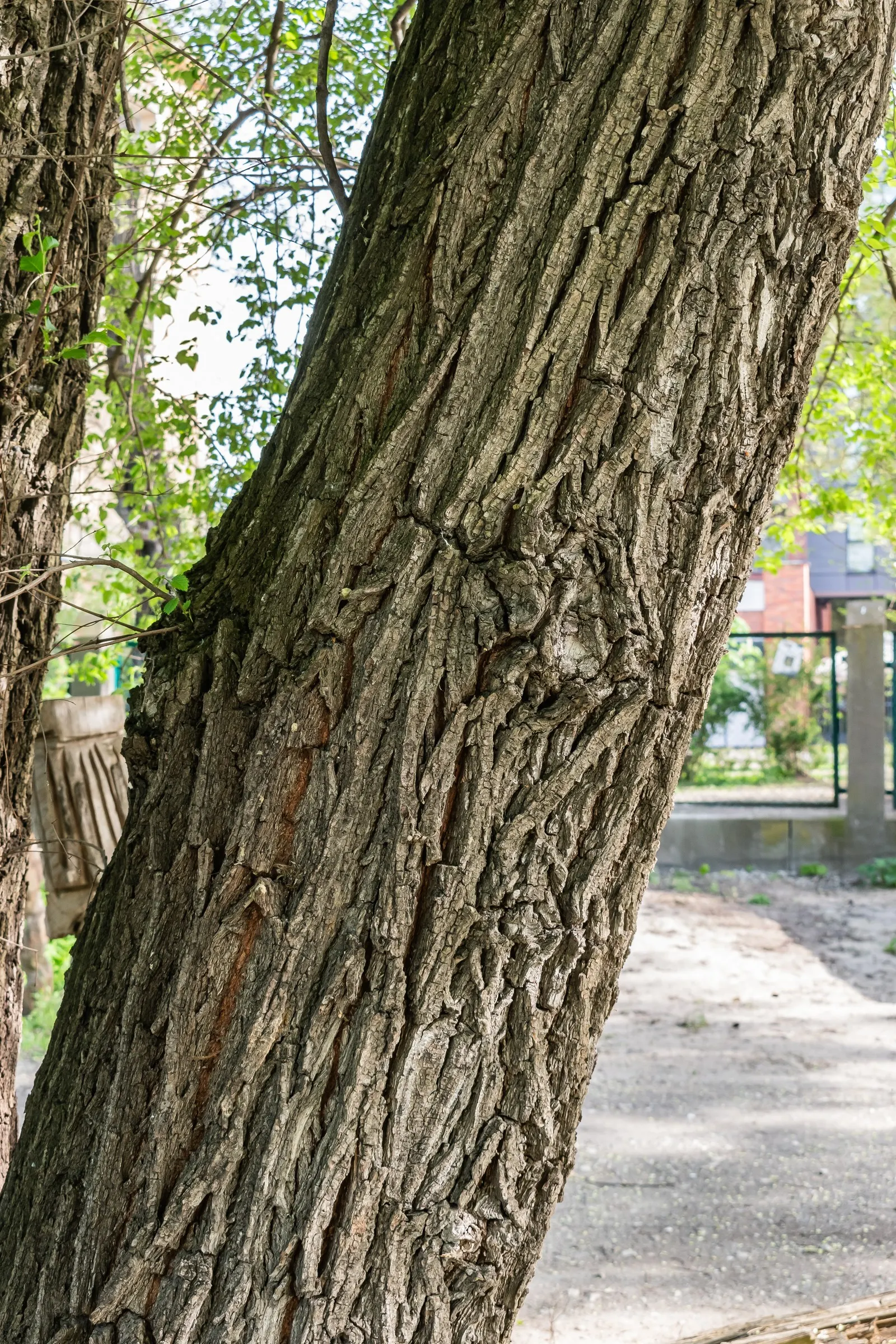 Siberian Elm (Ulmus Pumila) — Provides quick shade but is prone to breakage and diseases