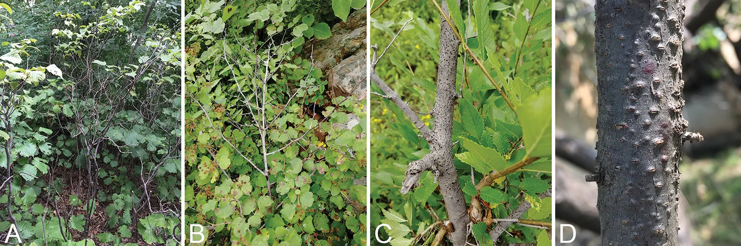 Siberian Elm (Ulmus Pumila) — the Siberian Elm should be situated with ample space to accommodate its mature size